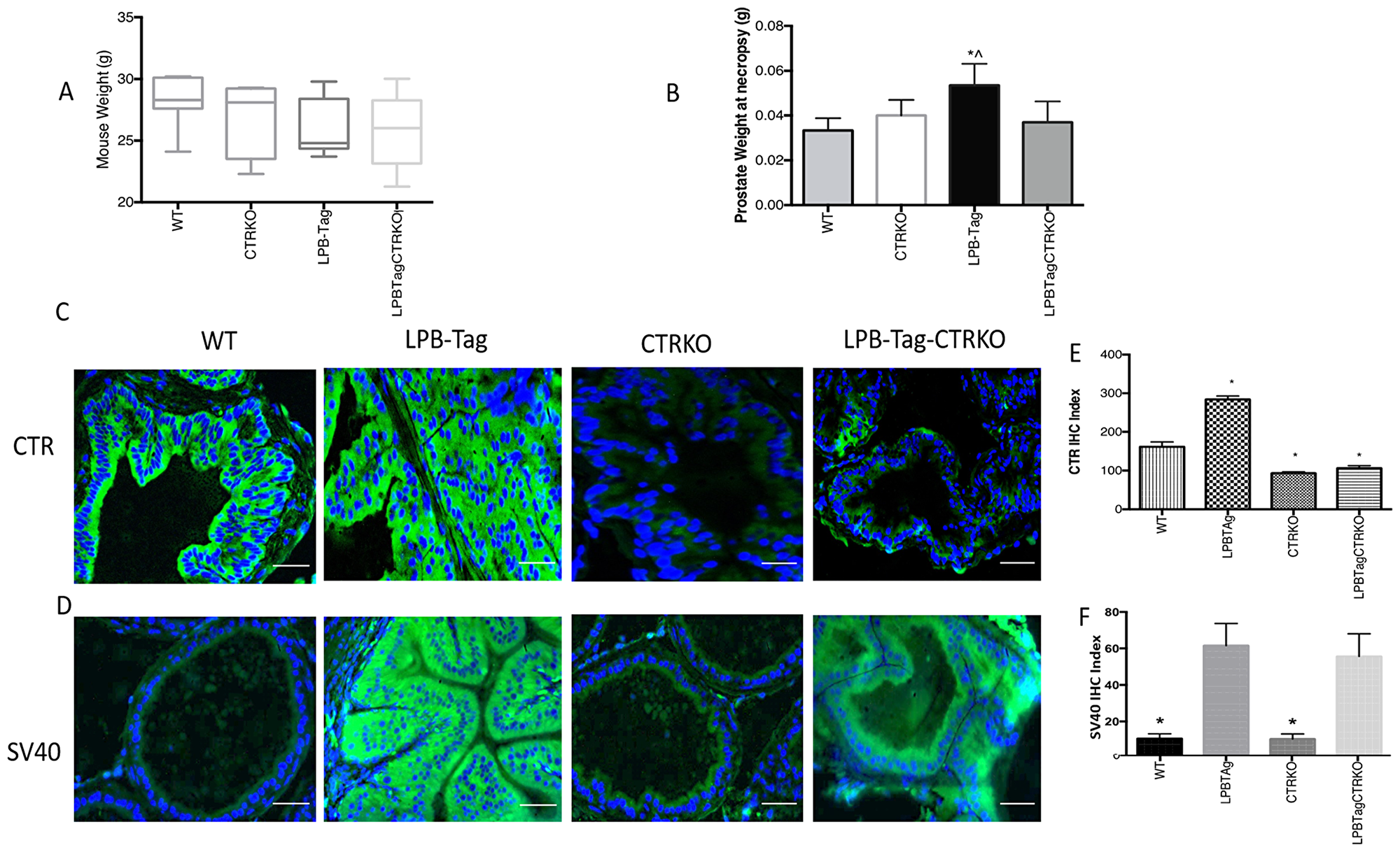 Changes in body weight, prostate weight, and CTR expression
