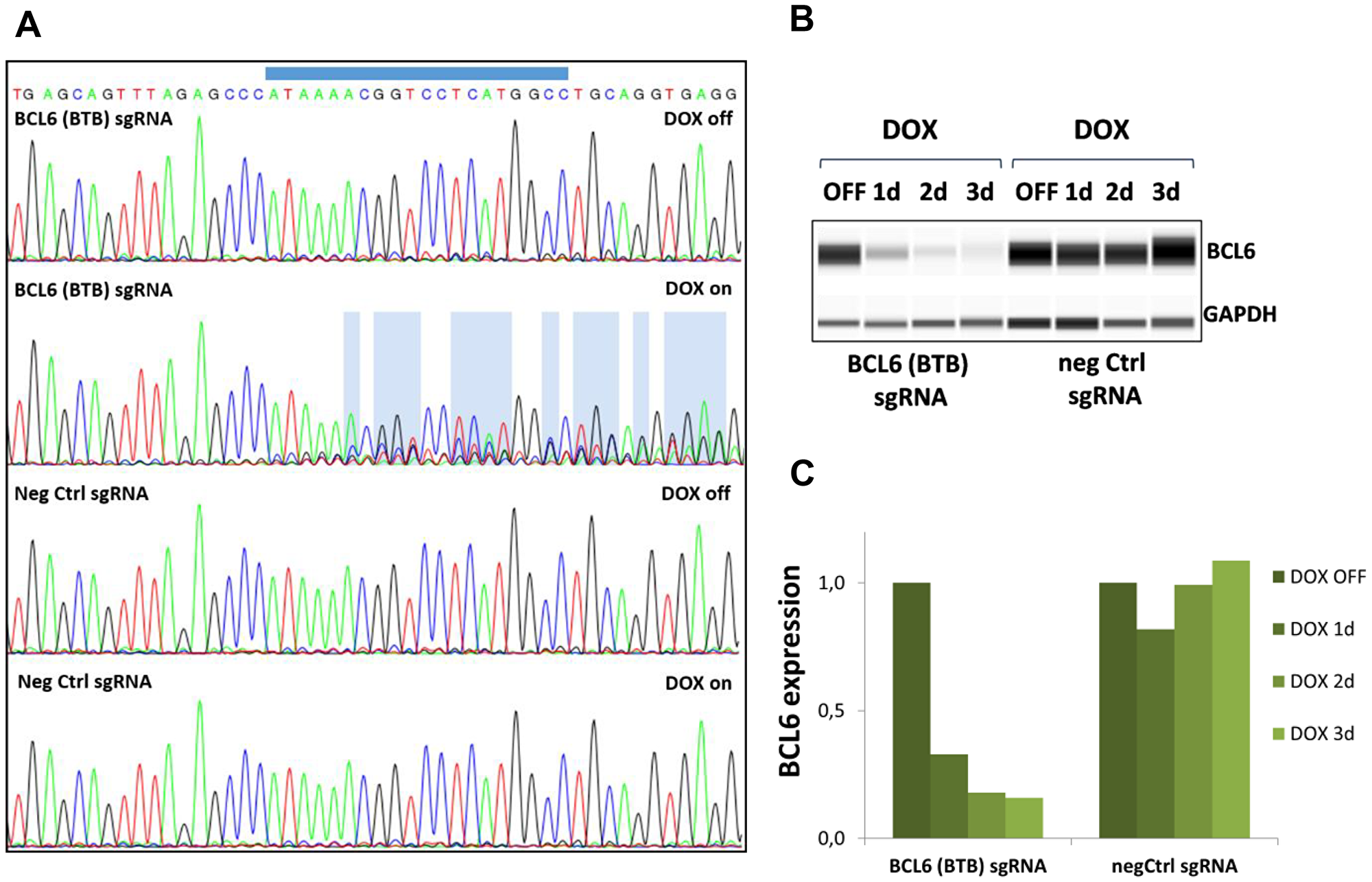 Gene editing and BCL6 protein deletion in SU-DHL-4 Cas9 cells