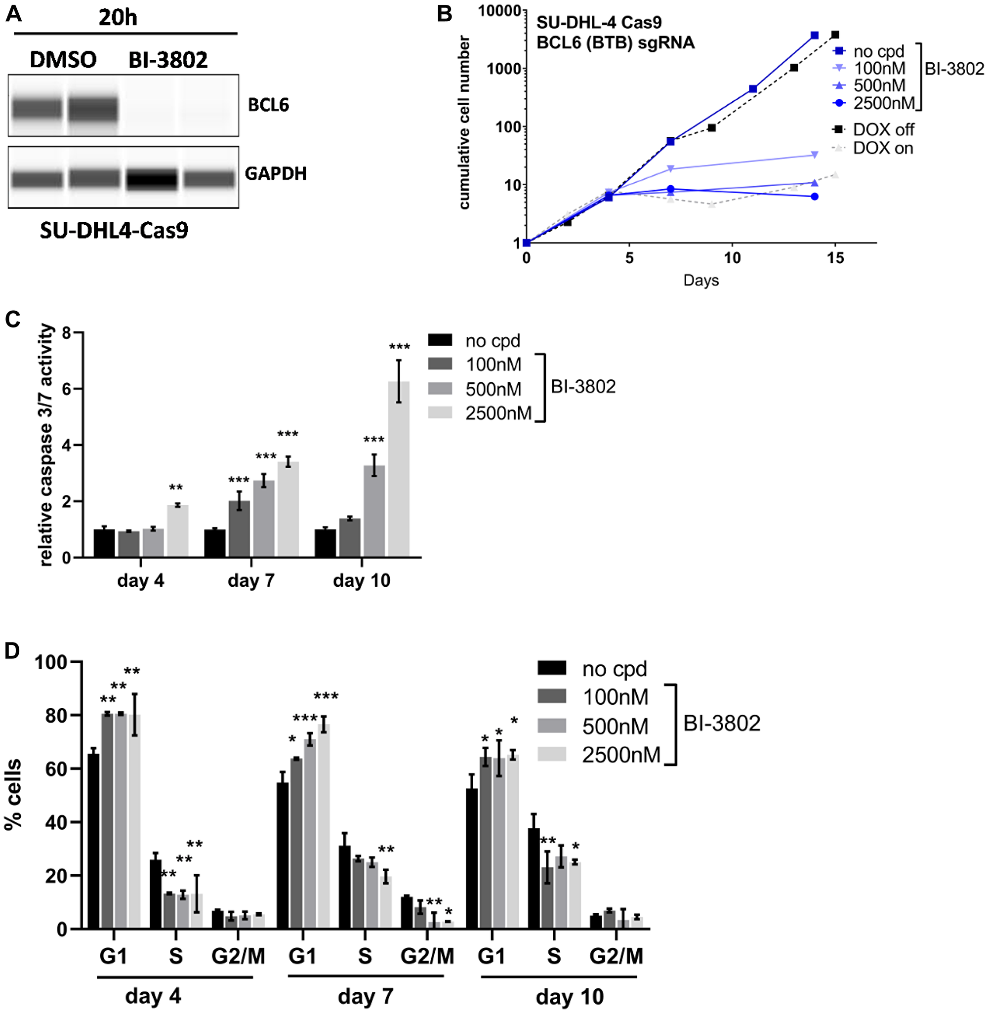 Comparable effects after BCL6 degradation and knock-out