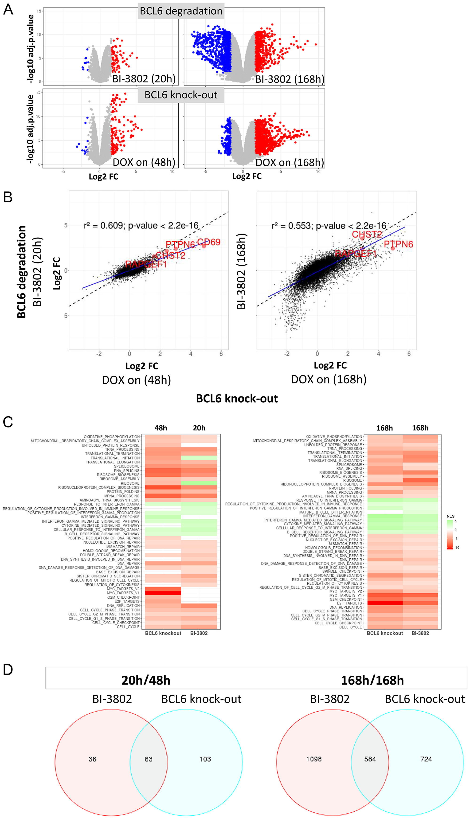 Conditional BCL6 knock-out in SU-DHL-4 induces gene perturbations similar to BCL6 degradation