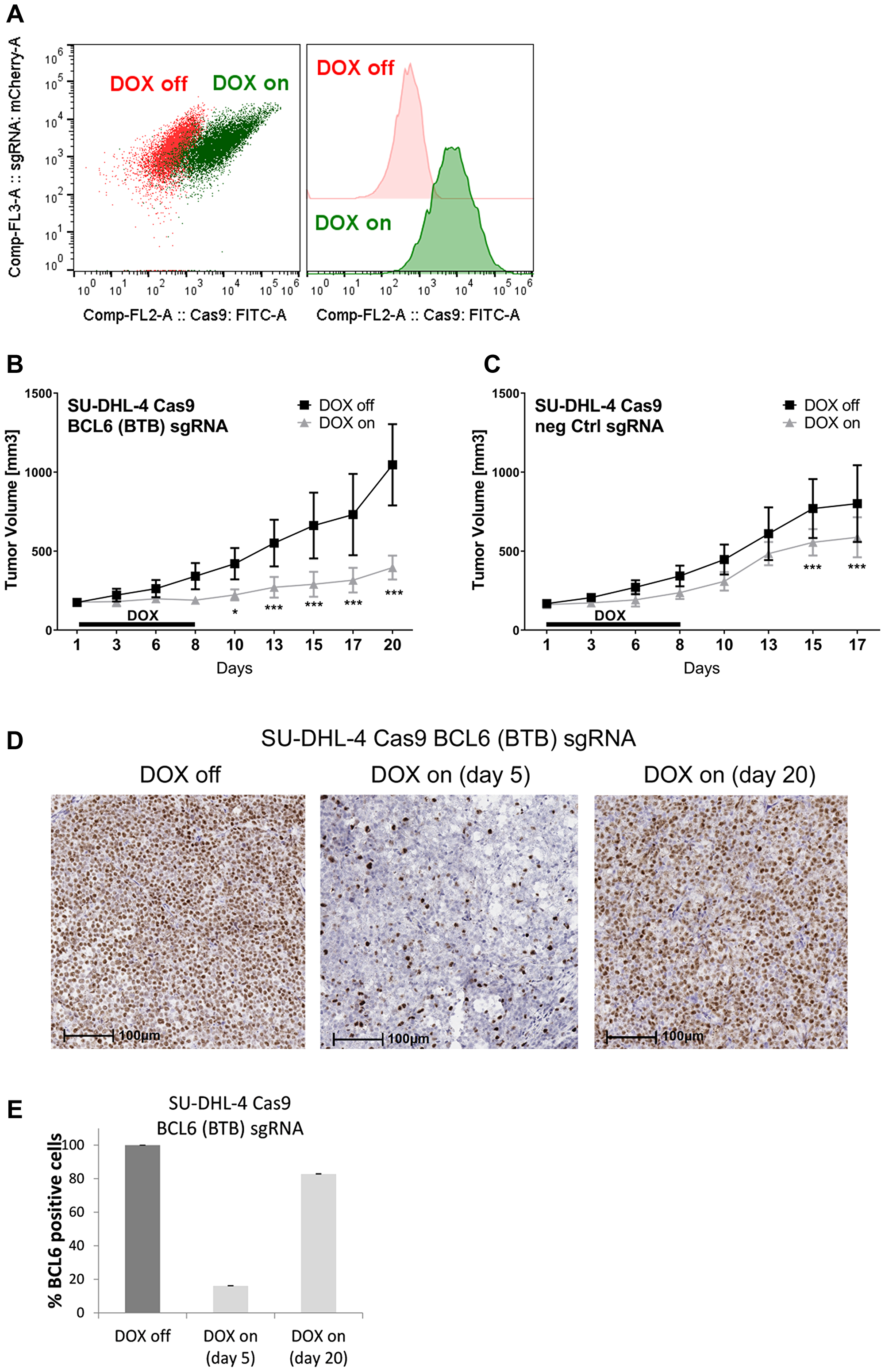 BCL6 knock-out in a DLBCL xenograft induces tumor stasis