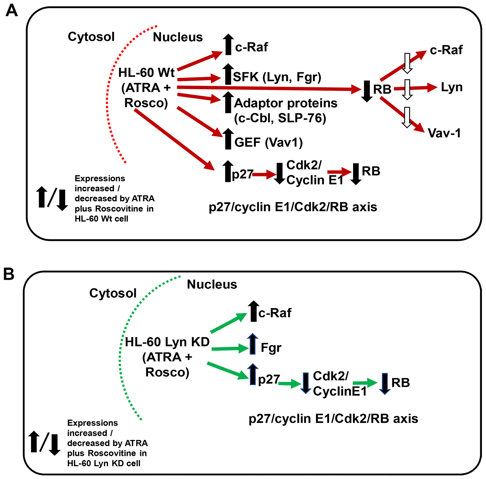 (A and B) Schematic diagram of ATRA-roscovitine induced modulation of nuclear molecules in wild-type and Lyn-KD HL-60 cells. Red/Green arrow shows flow of either Wt or Lyn KD HL-60 cells. Up/down arrows show effects shown to be affected by adding ATRA plus Roscovitine.