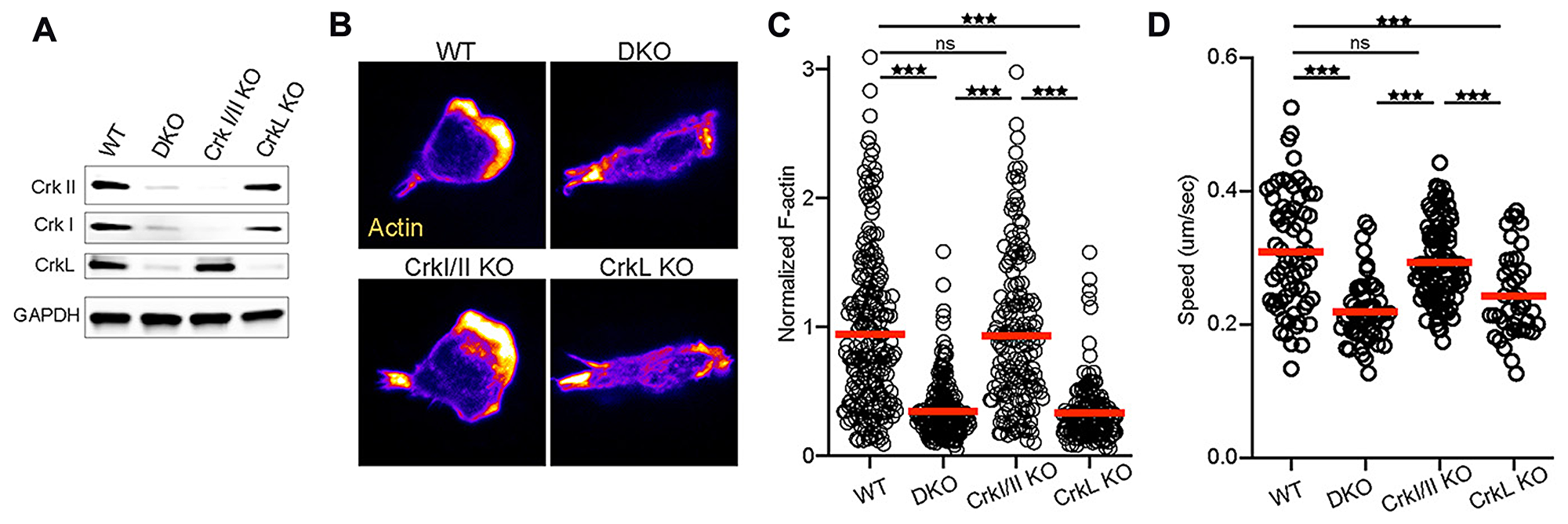 CrkL is required for T cell integrin responses
