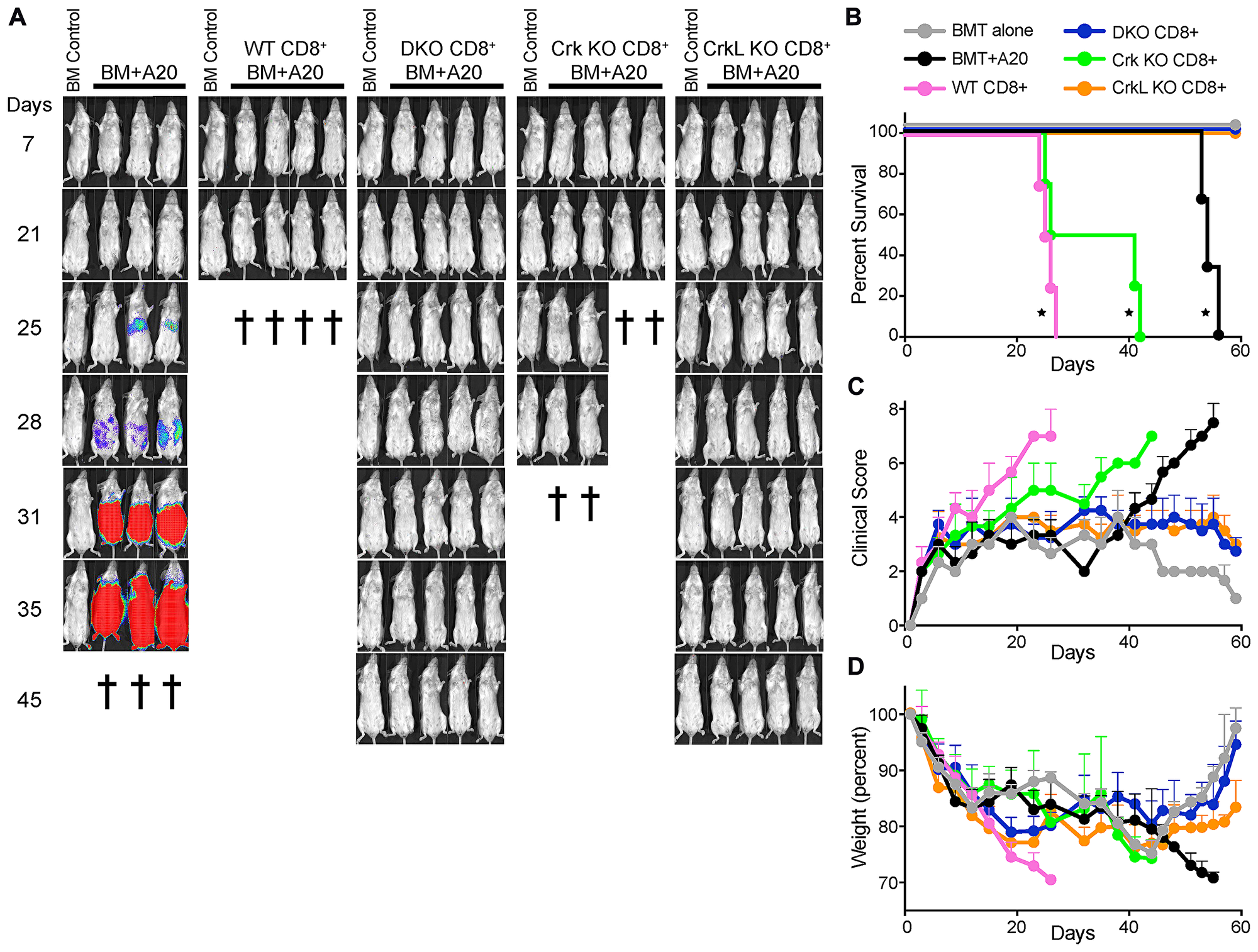 T cells lacking CrkL do not cause pathology in a model of GvHD/GVL