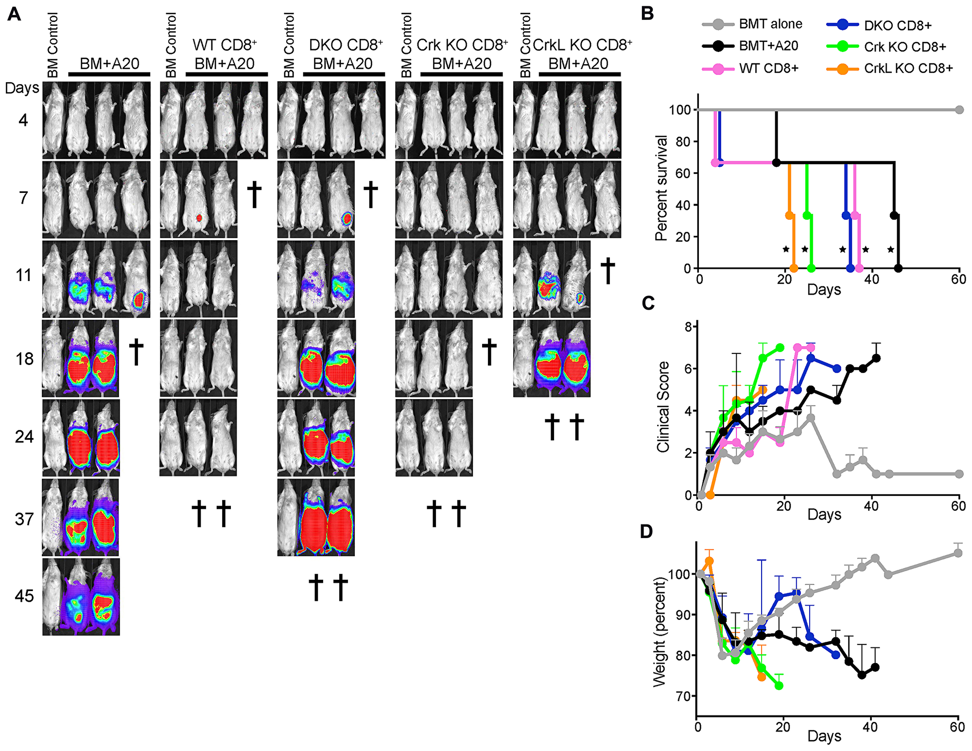 T cells lacking CrkL fail to eliminate a subcutaneous tumor