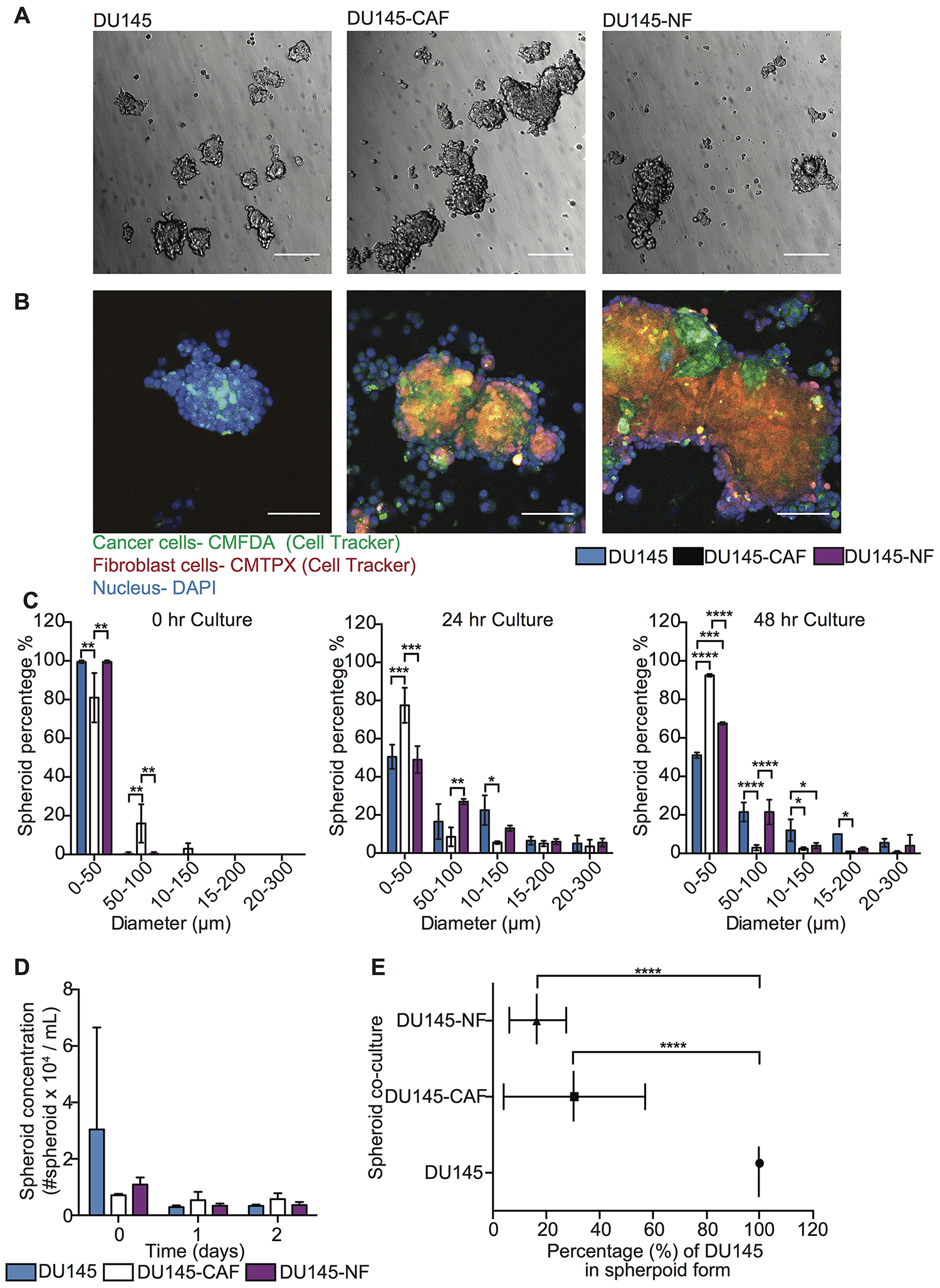Characterization of DU145 and stromal cell co-culture in spheroid growth and composition