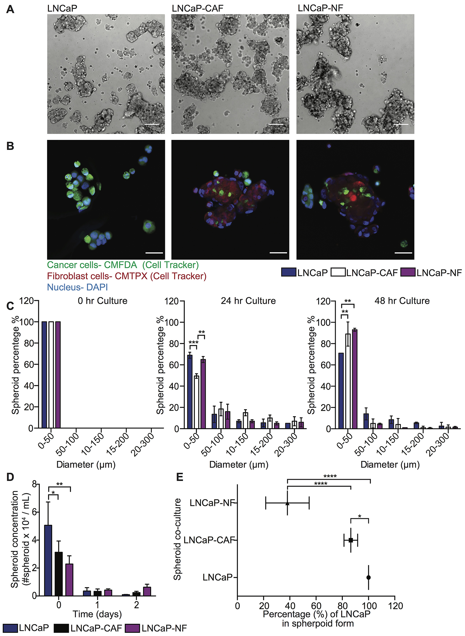 Characterization of LNCaP and stromal cell co-cultures in spheroid growth and composition