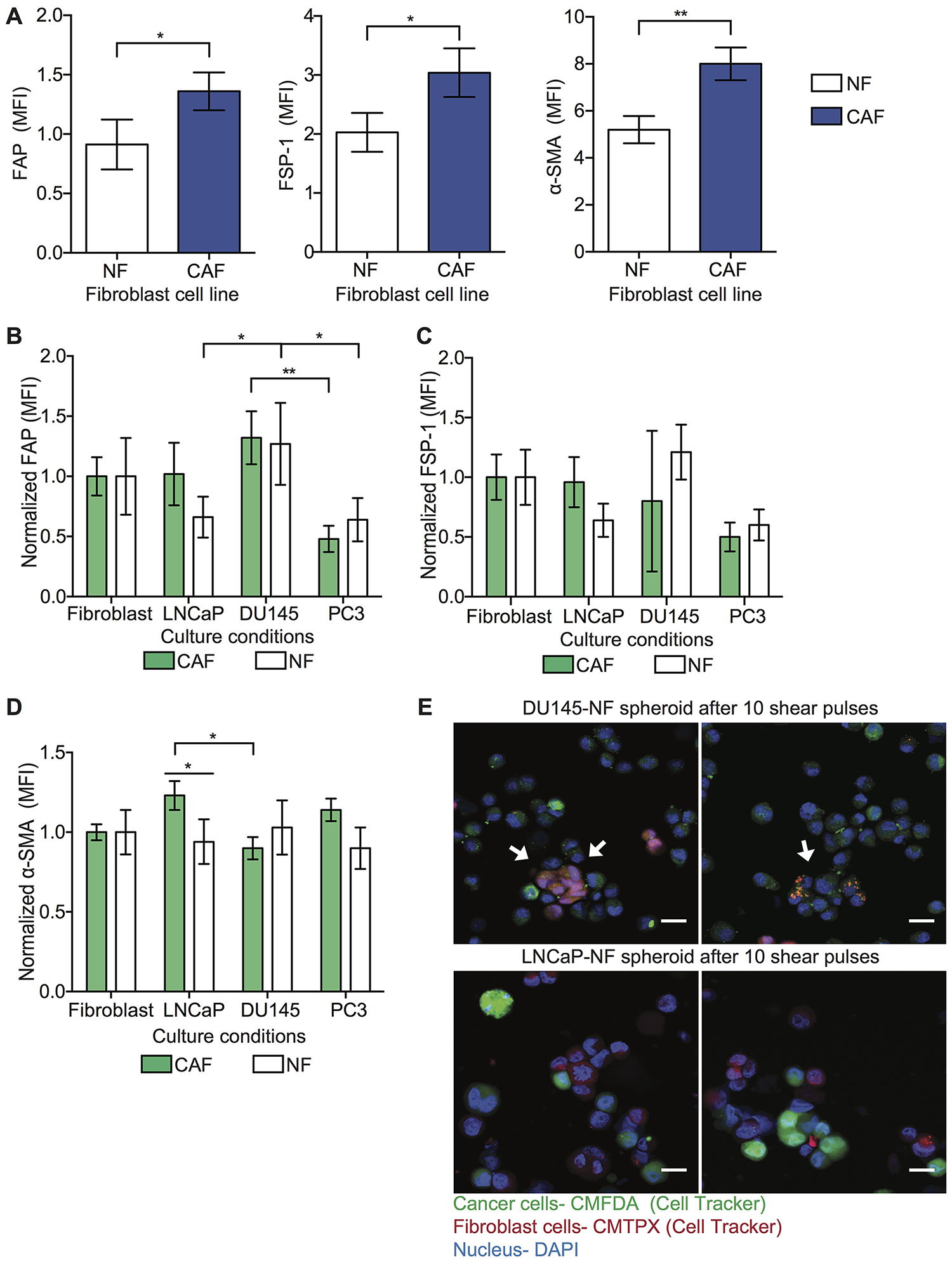 NFs are activated into CAF phenotype
