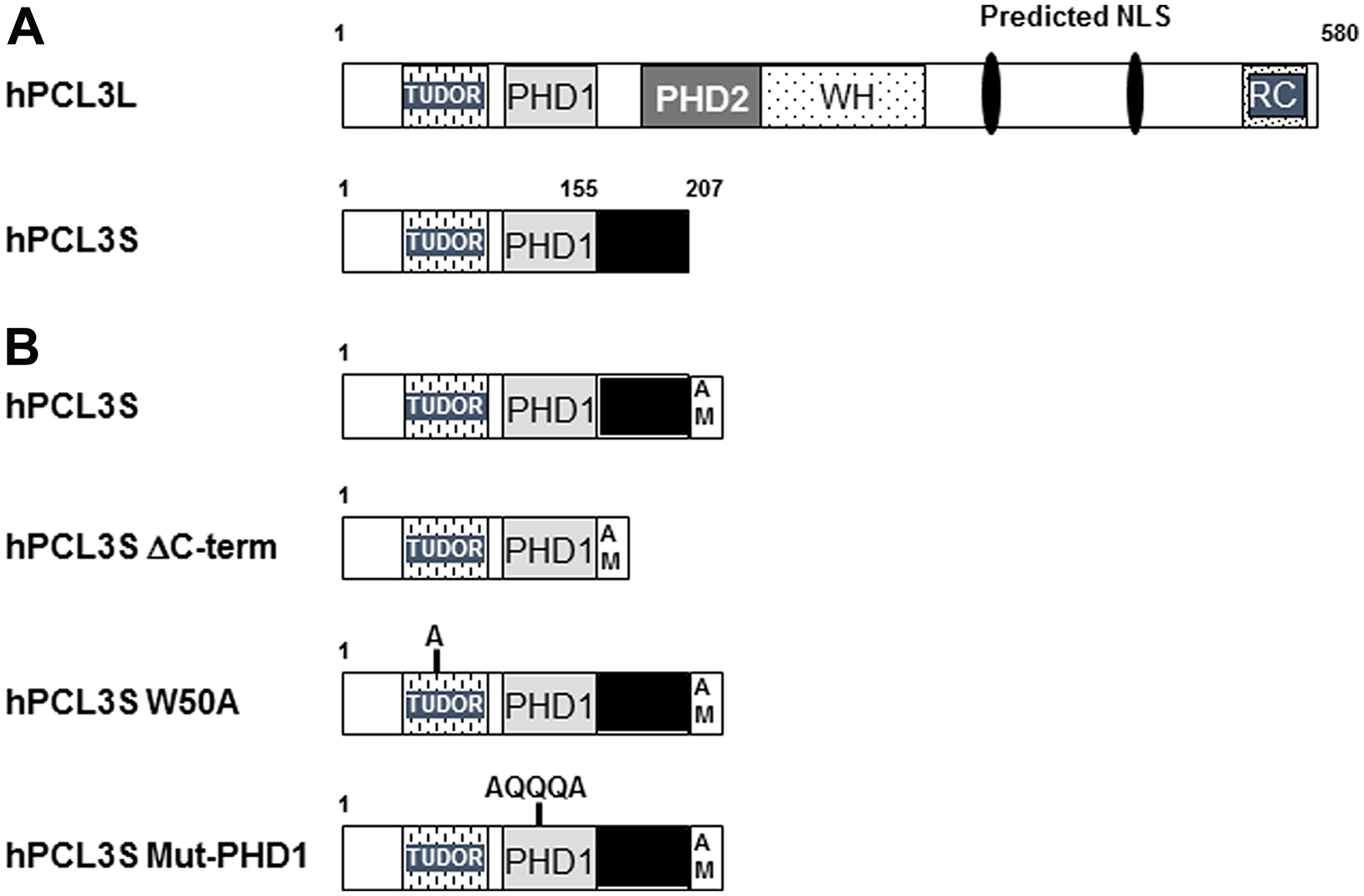 Human hPCL3L and hPCL3S isoforms and their identified functional domains