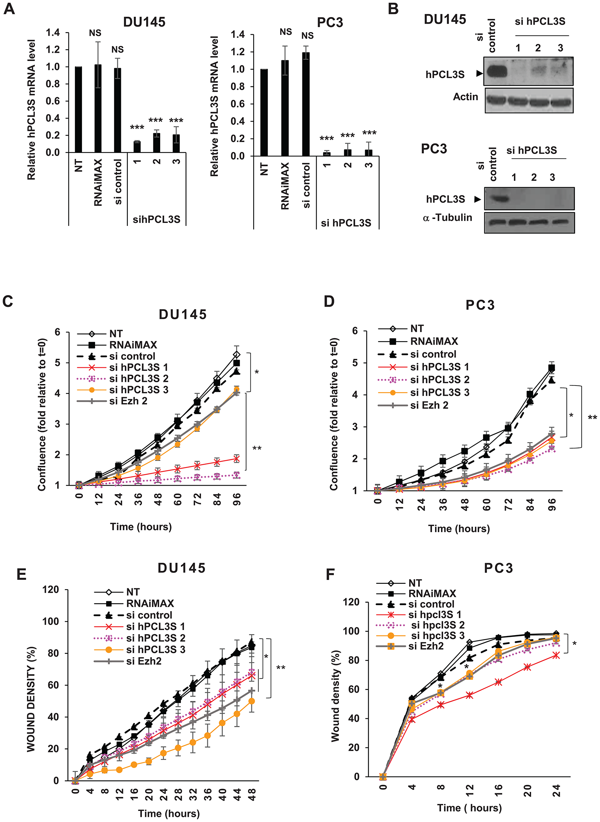 hPCL3S is essential for DU145 and PC3 cell proliferation and migration