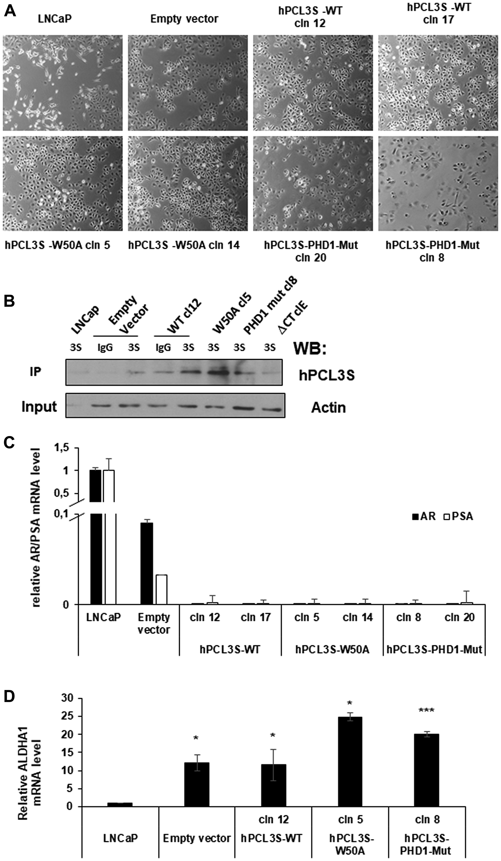 Selection of stable clones expressing the empty vector (p-AM) or the various versions of hPCL3S-AMTag fusion proteins by transfection selected a subpopulation of LNCaP cells