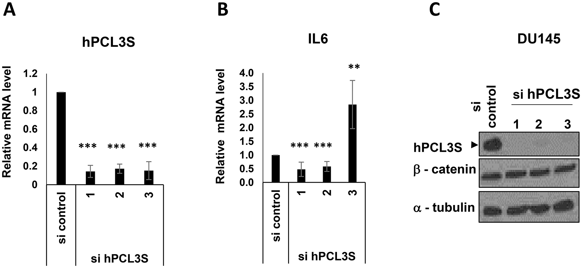 IL6 appeared as a hPCL3S target gene but independently of βcatenin stabilization in DU145 cells