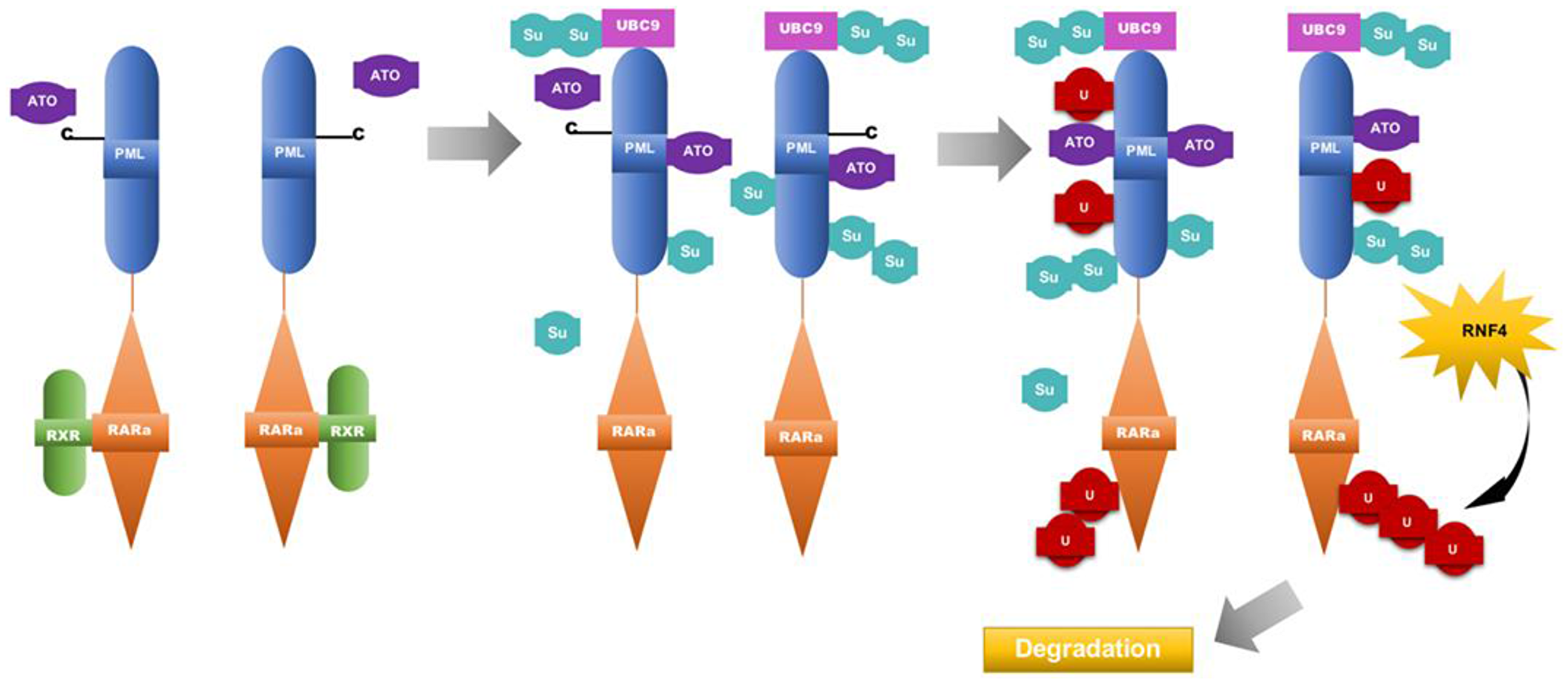 Model for the mechanism of Arsenic trioxide in APL therapy