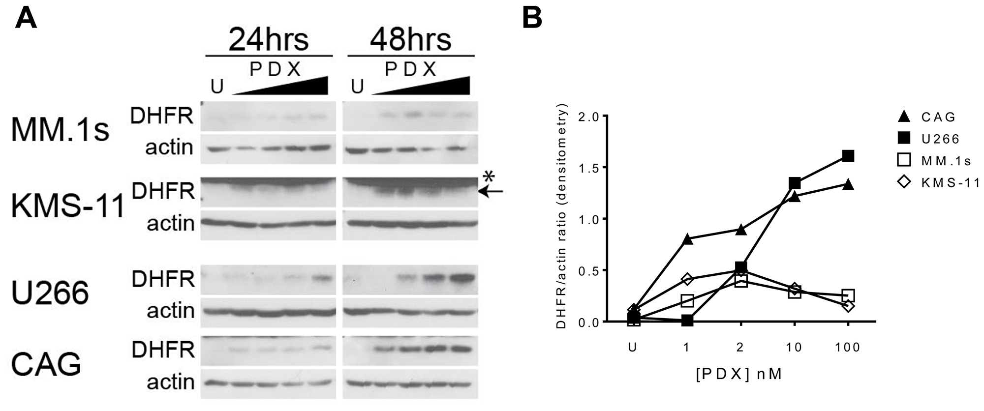 Antifolate-resistance in HMCLs correlates to the magnitude of DHFR protein upregulation in response to PDX