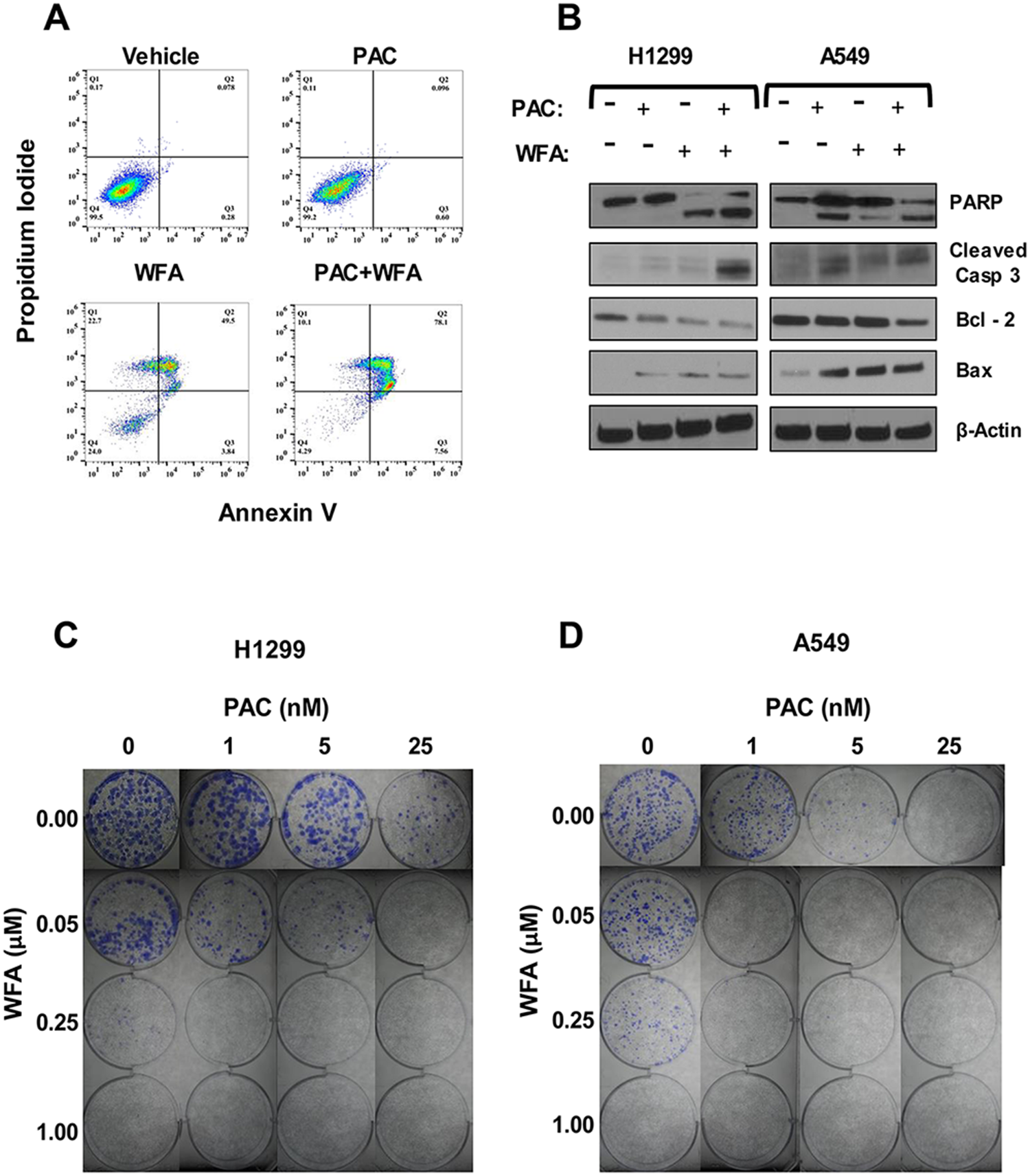 The combination of PAC and WFA synergistically induced apoptosis and inhibited colony formation in NSCLC cells