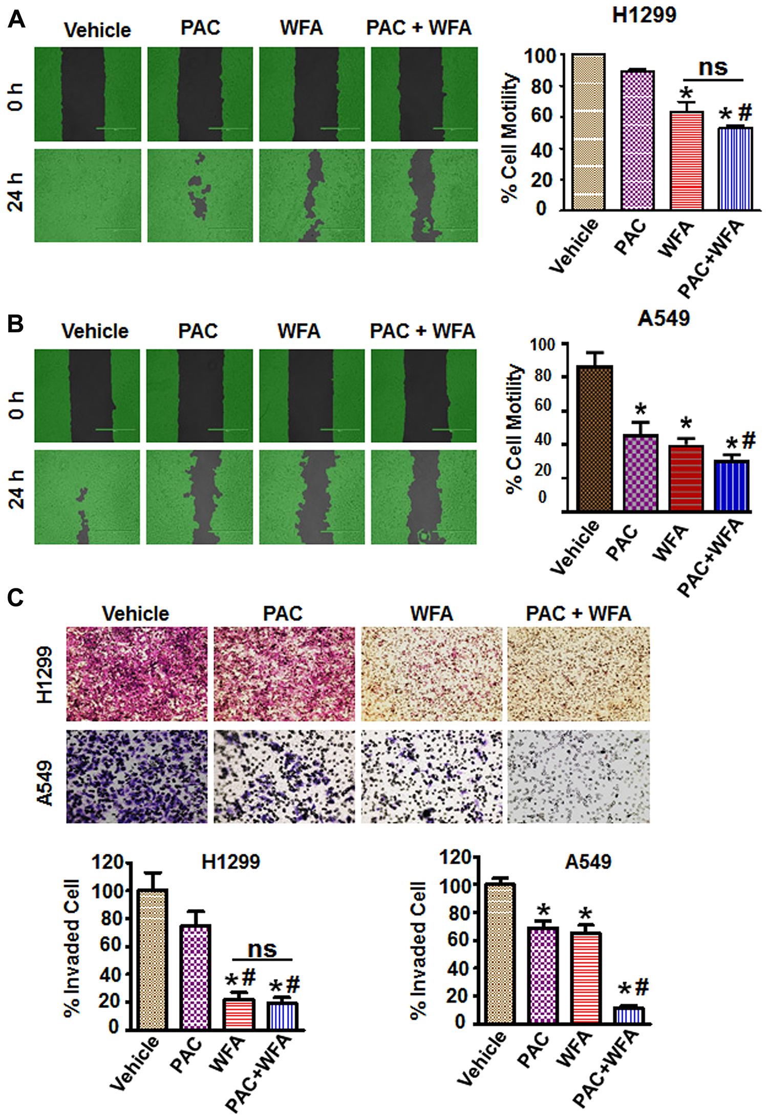 PAC and WFA synergistically inhibited NSCLC cell motility and migration