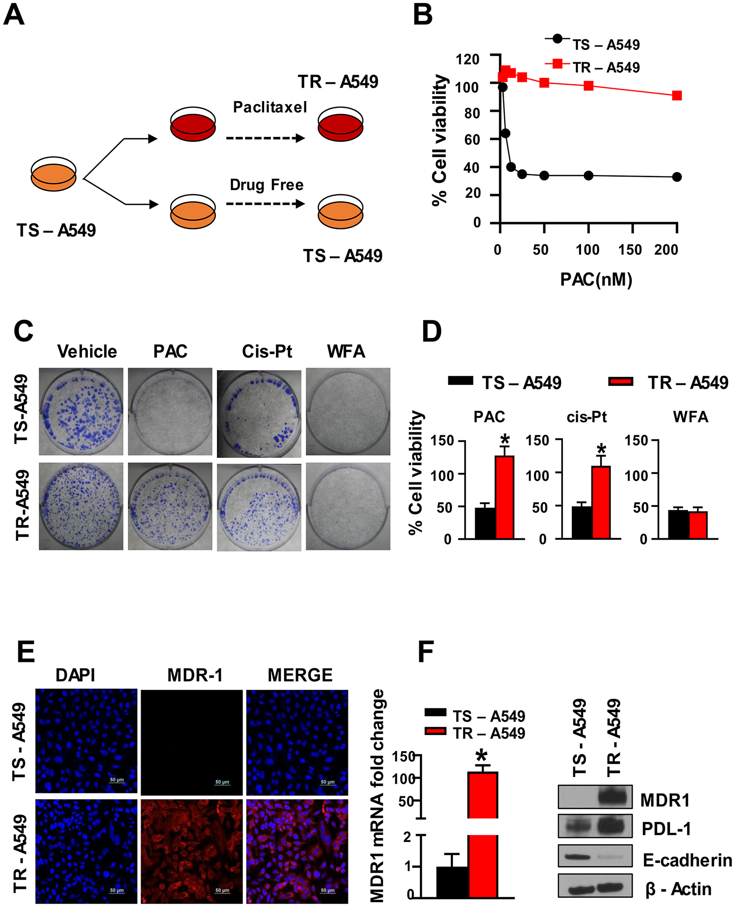 PAC chemoresistance in NSCLC cells