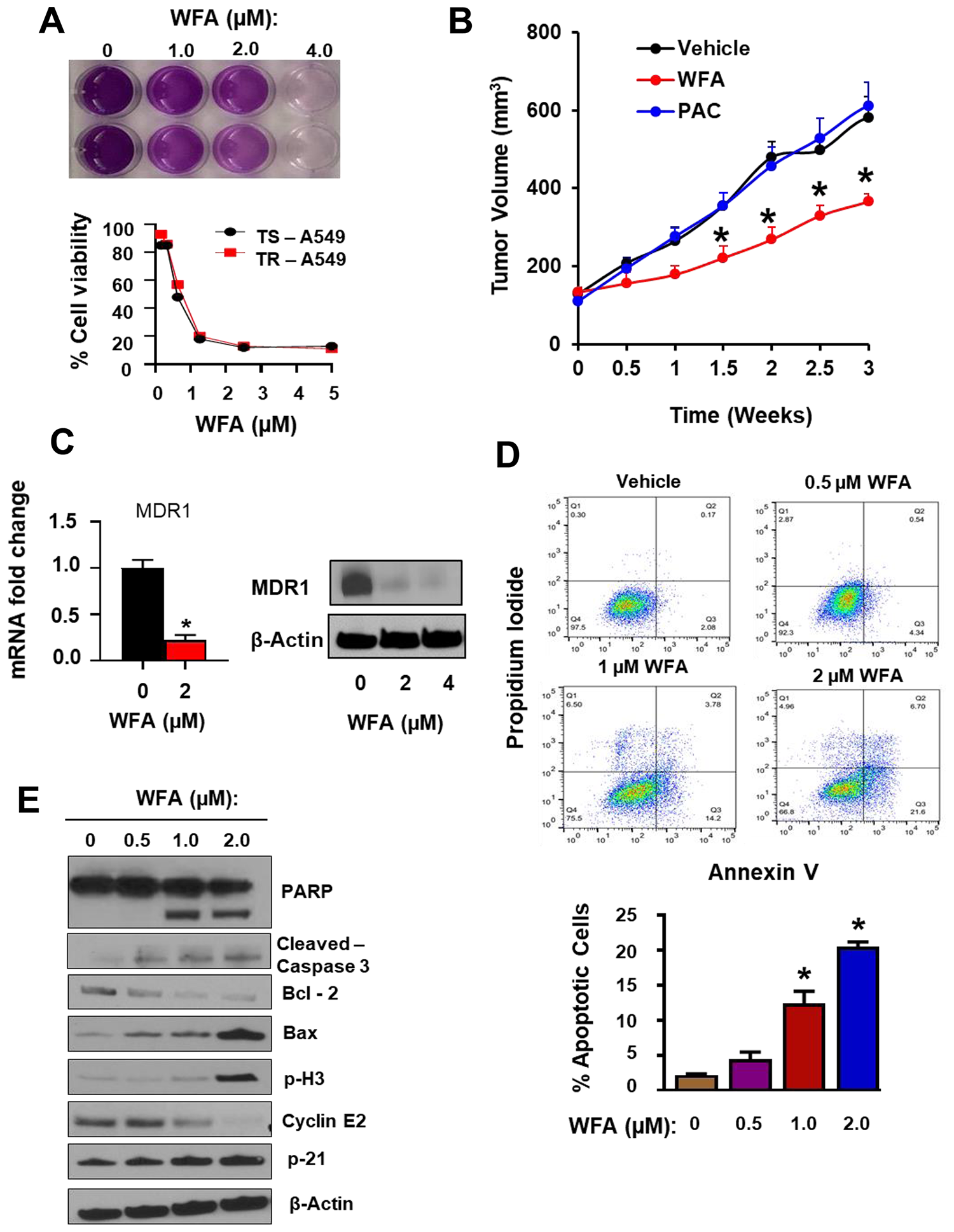 WFA alone inhibited the growth and proliferation of resistant PAC resistant NSCLC cells