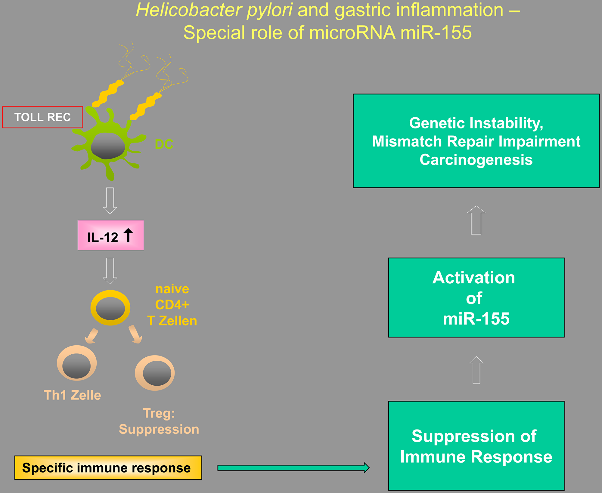 Illustration of the putative interactions between Tregs, Toll-like receptors (TLRs), and microRNAs in Helicobacter-induced inflammation, highlighting the special importance of miR-155