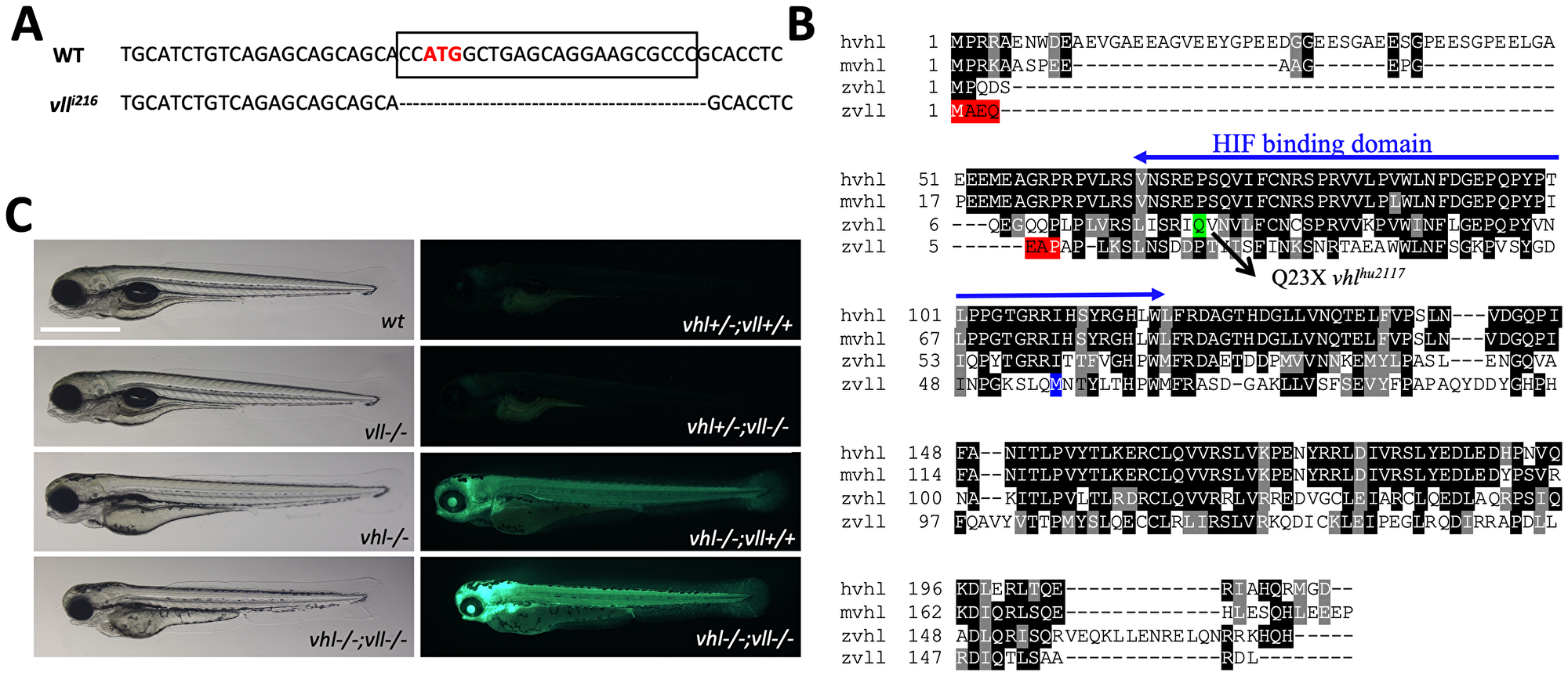 A vll mutant allele, vll216, is generated by a zinc finger nuclease
