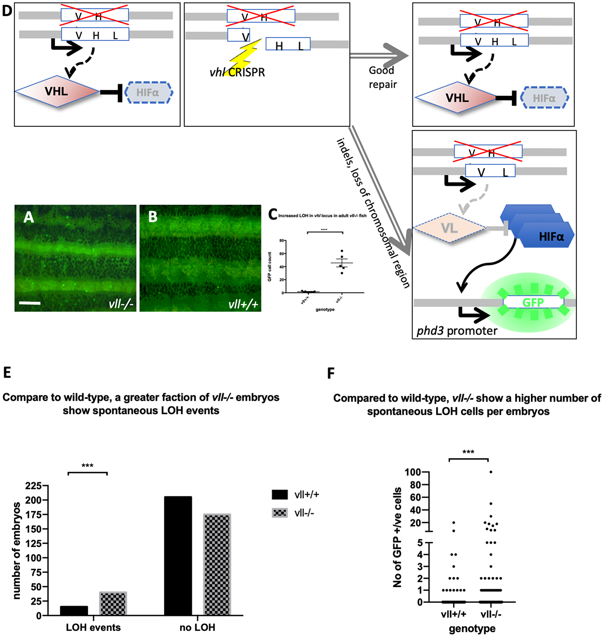 The adult vll–/– mutant fish are more susceptible to LOH in the vhl locus
