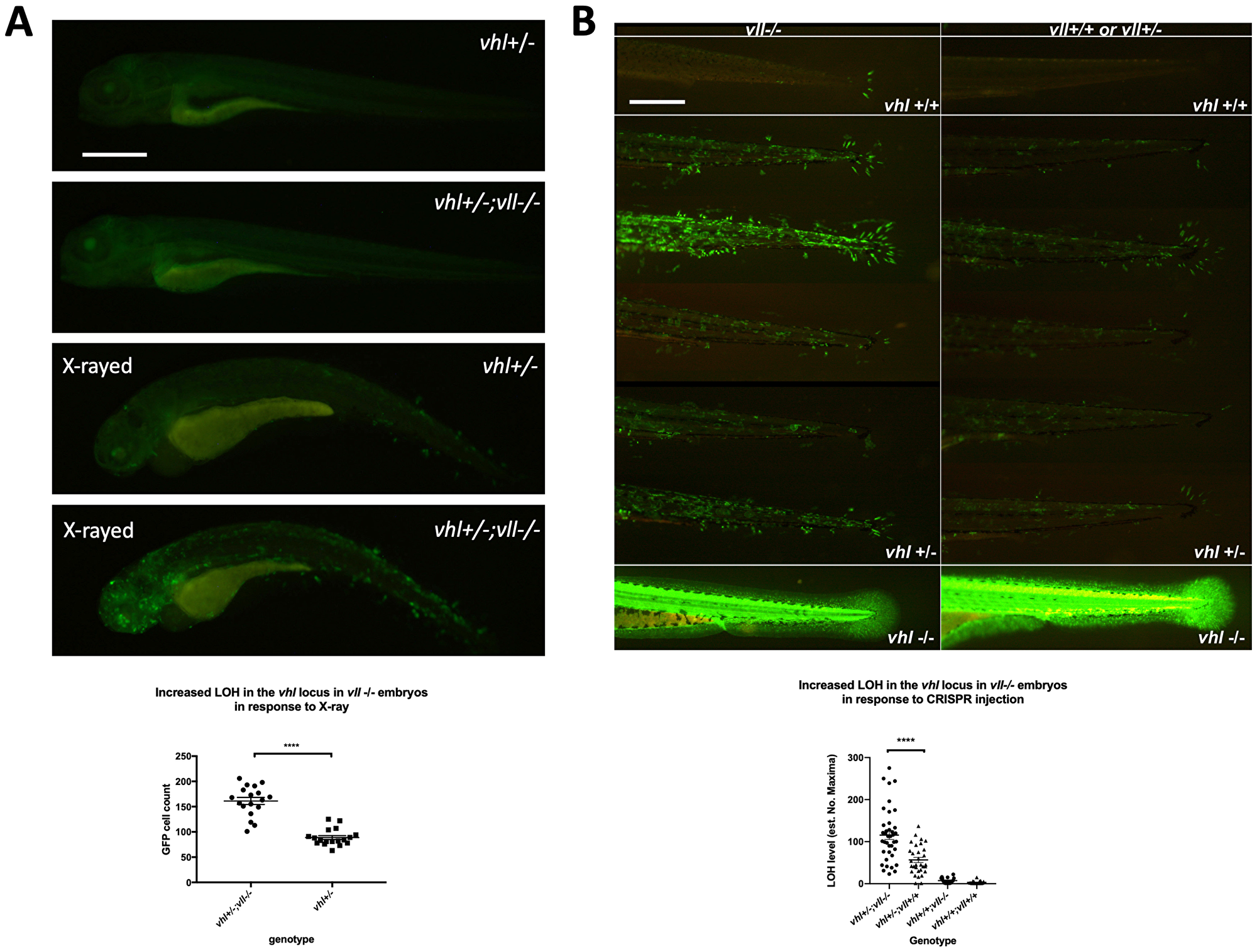 There is an increase in LOH in vll–/– embryos in response to X-ray treatments and CRISPR injection