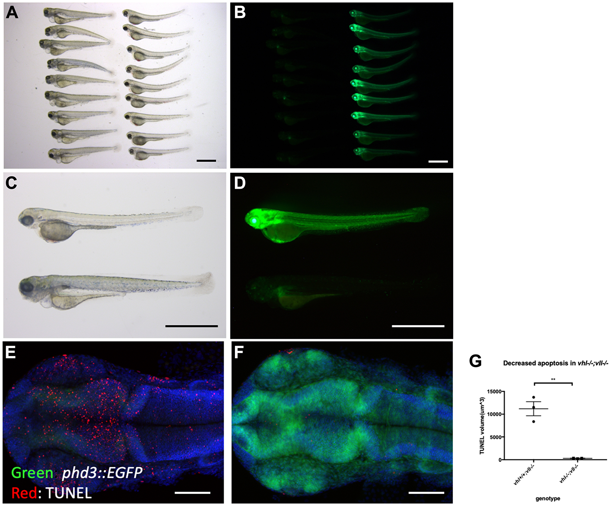 vhl–/–; vll–/– double mutants are protected from X-ray induced apoptosis