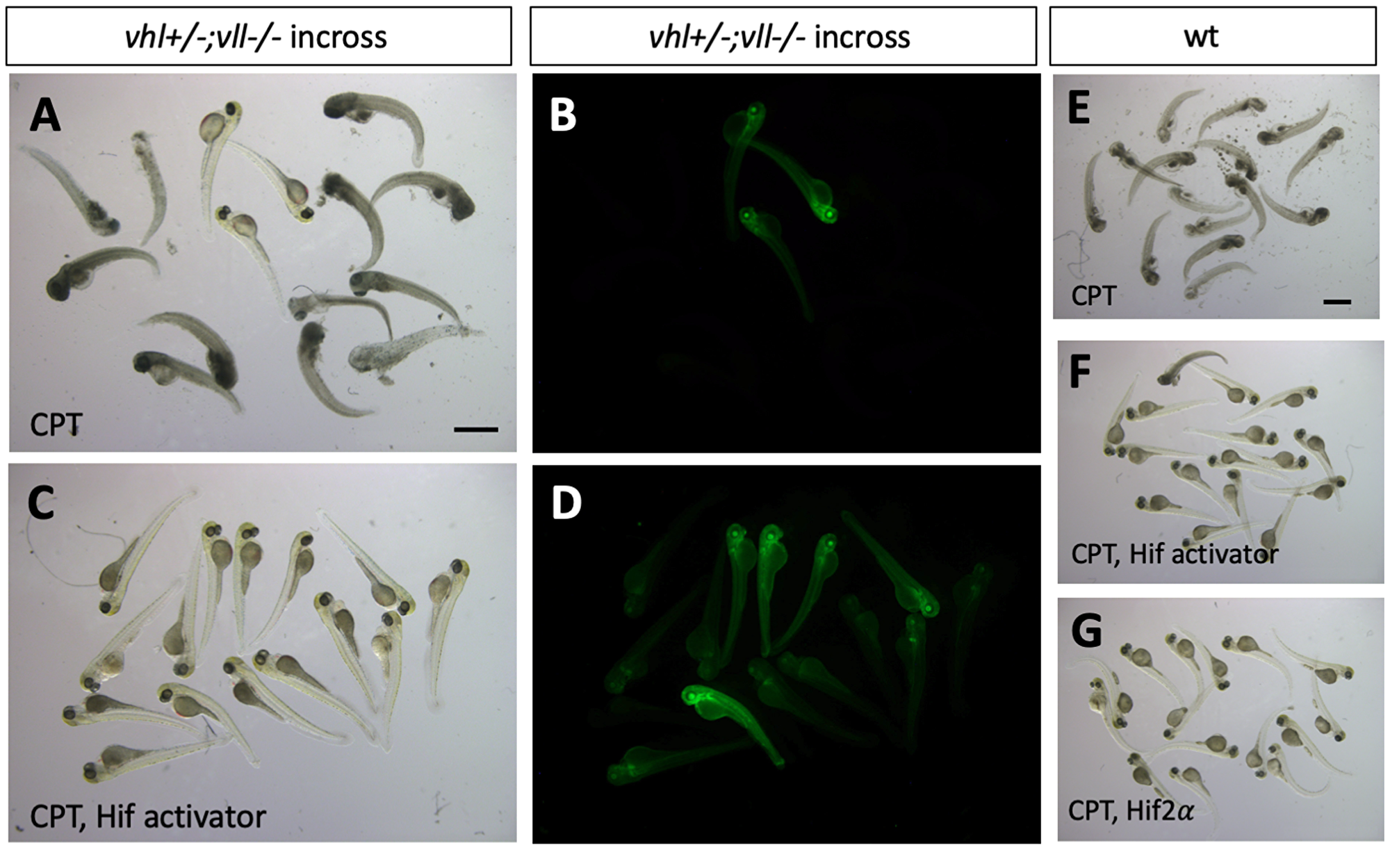 Hif activation protects embryos from CPT induced apoptosis