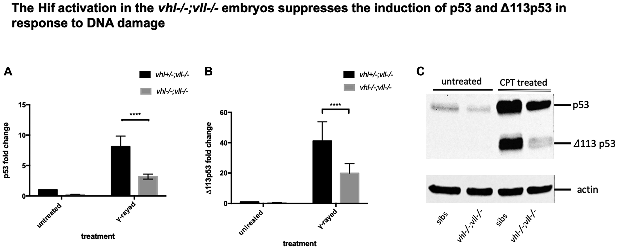 p53 expression in the vhl–/–; vll–/– double mutants is downregulated in comparison to that in their siblings