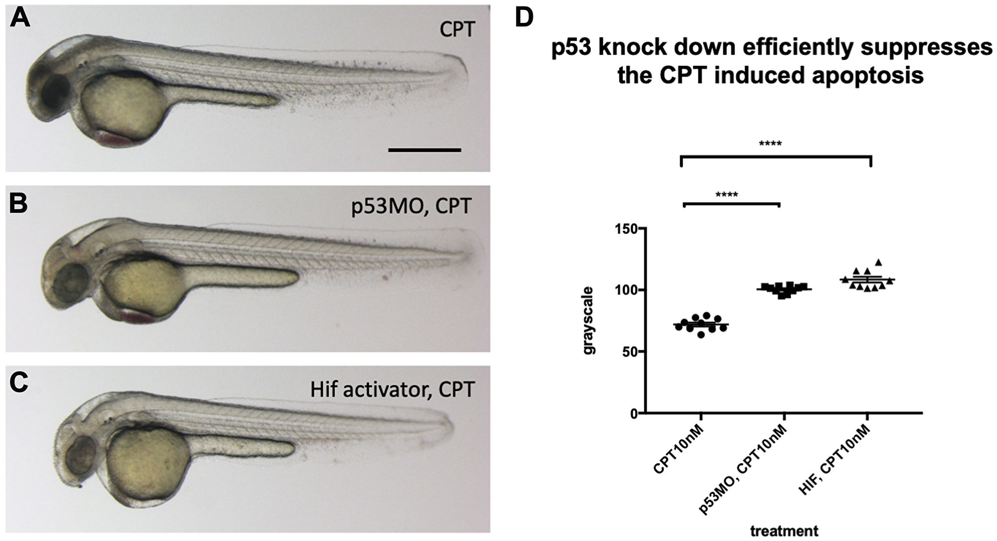 p53 knock down by p53 morpholino injection protects embryos from CPT induced apoptosis