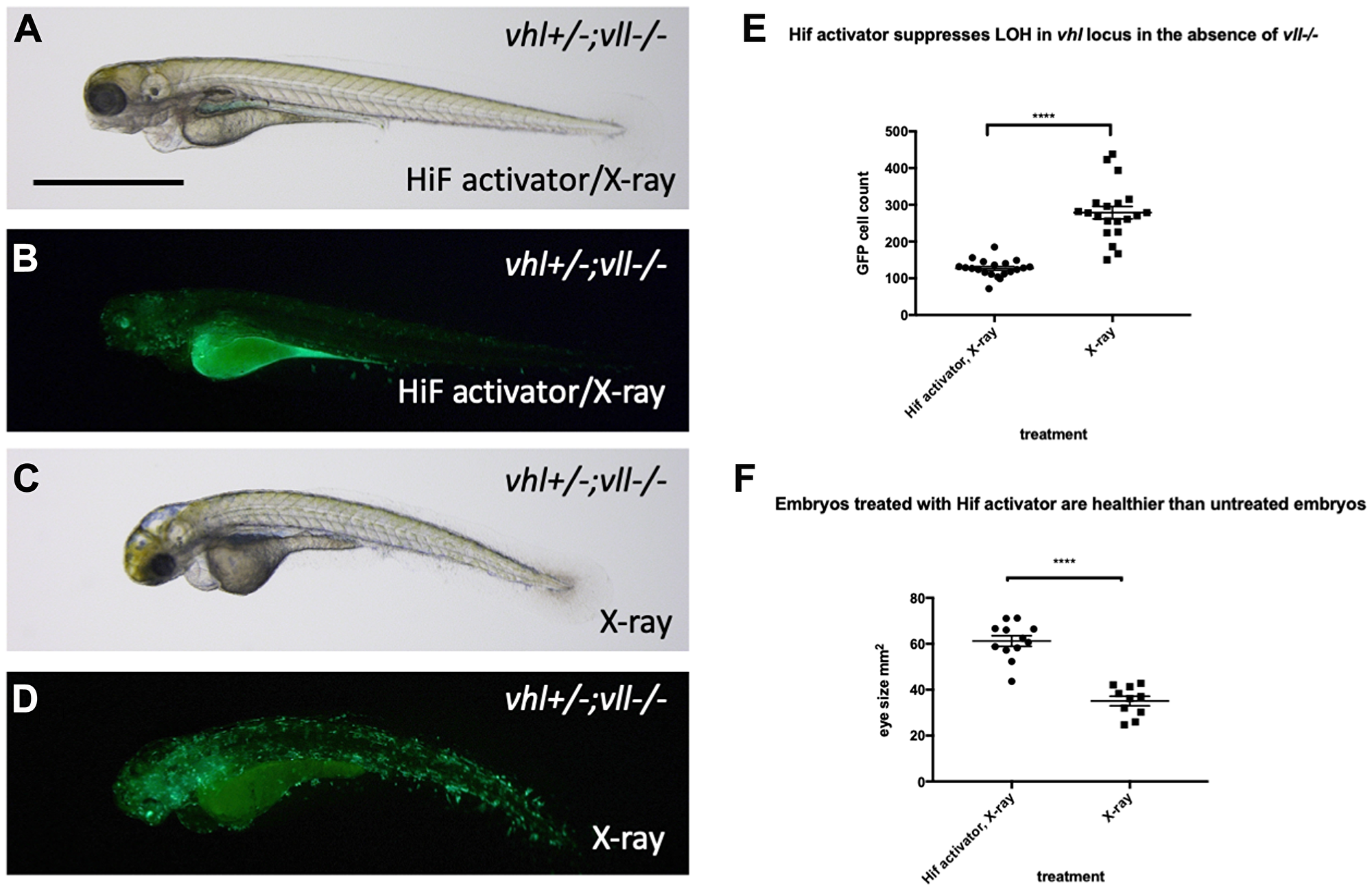 Hif activator treatment protects embryos from X-ray induced DNA damage