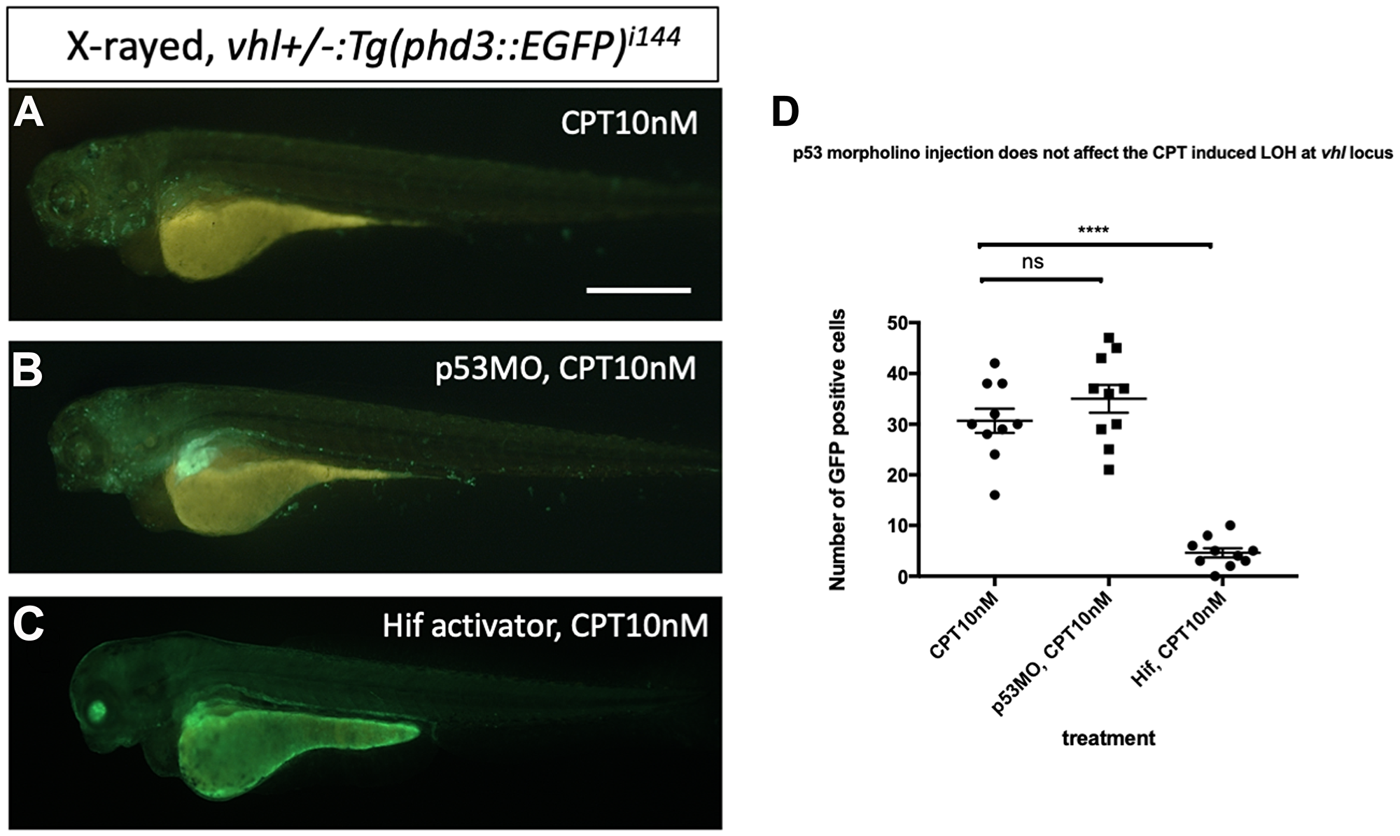 p53 knock down by p53 morpholino does not affect the number of LOH at the vhl locus induced by CPT