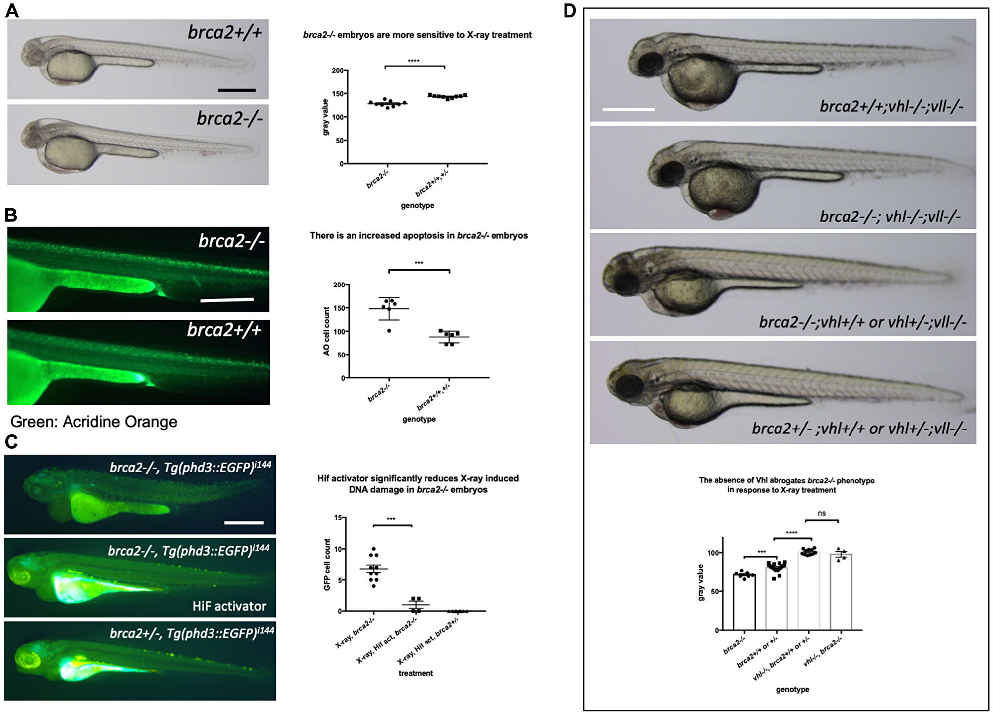 The elevated Hif level in the vhl–/– mutants alleviates cell deaths induced by the mutation in brca2