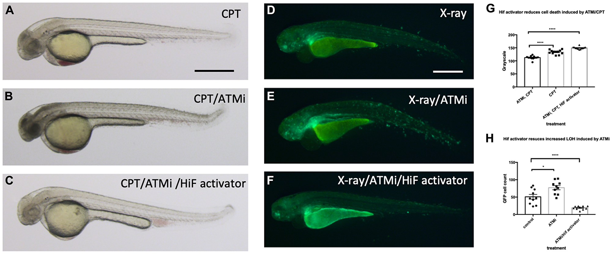 Hif activation abolishes the sensitivity to CPT induced cell death in ATM inhibitor treated embryos