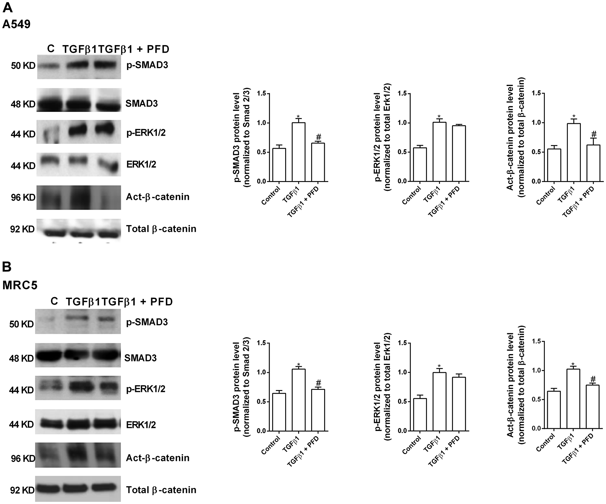 Pirfenidone (PFD) inhibits the TGF-β1-induced β-catenin activation but not the SMAD3 and ERK1/2 phosphorylation