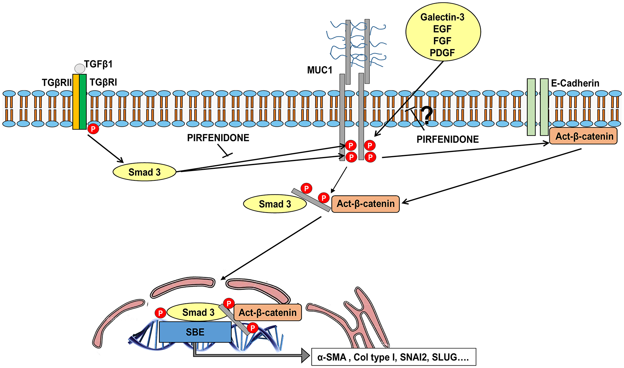 Schematic illustration showing novel evidence for inhibitory effect of pirfenidone on MUC1-CT bioactivation in IPF