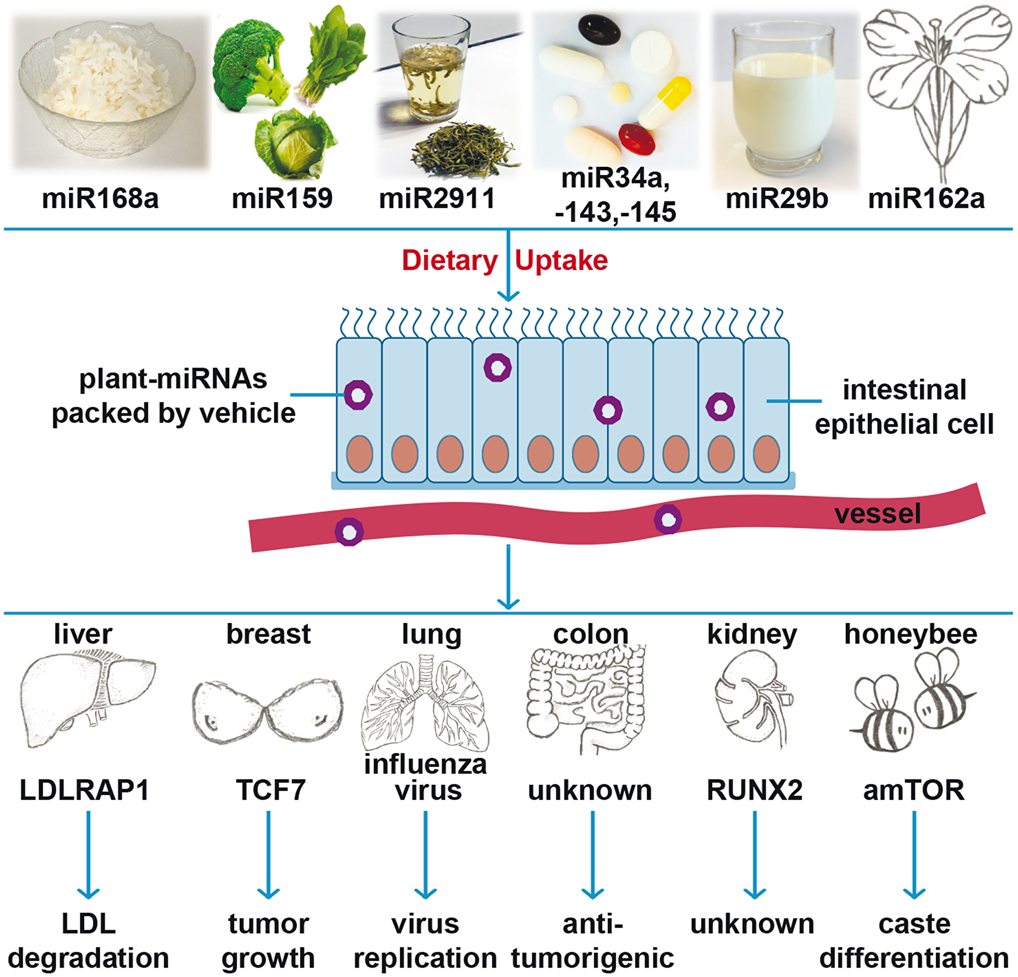 Cartoon of recent findings of plant miRNA actions
