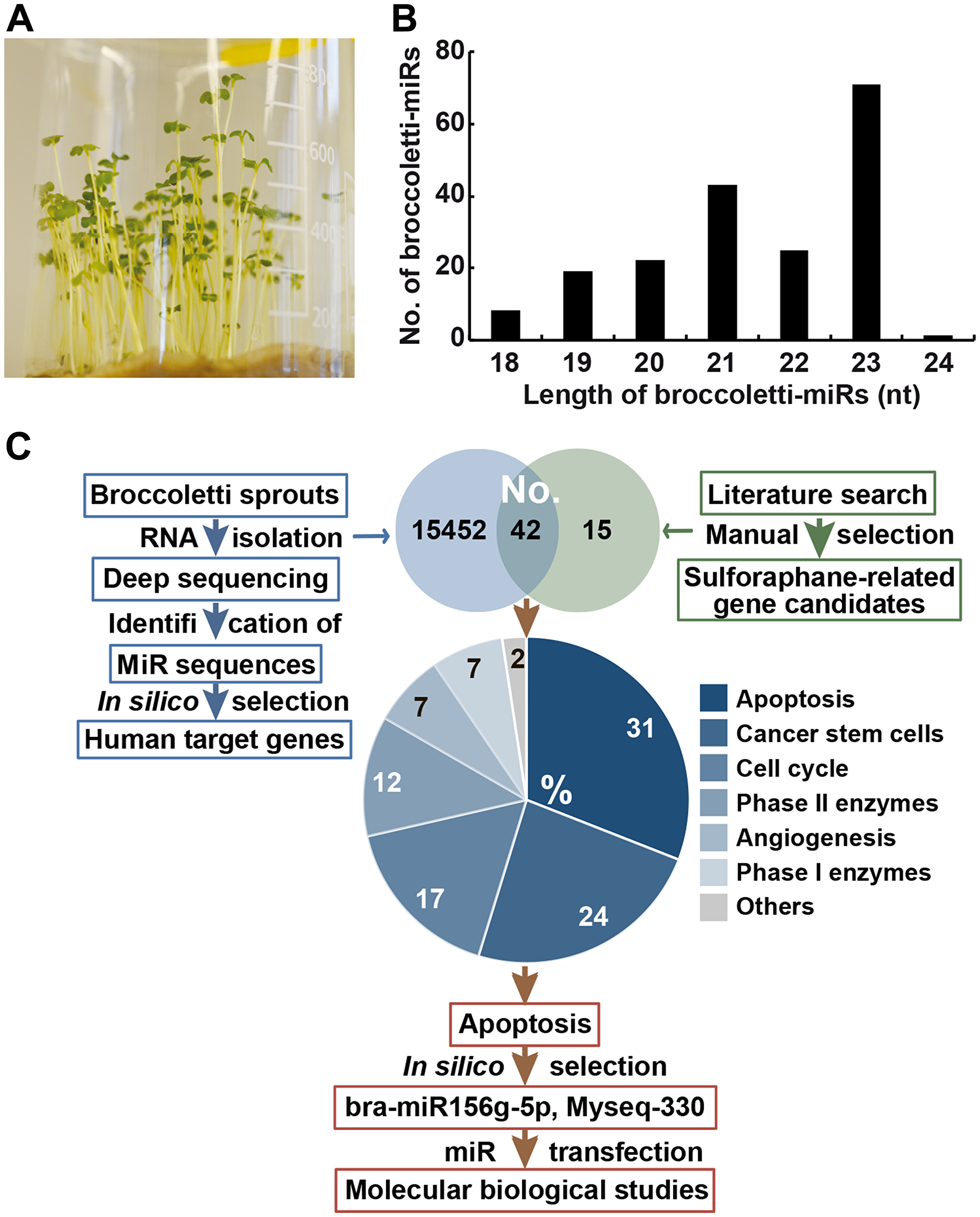 Identification of 747 miR sequences in broccoletti sprouts