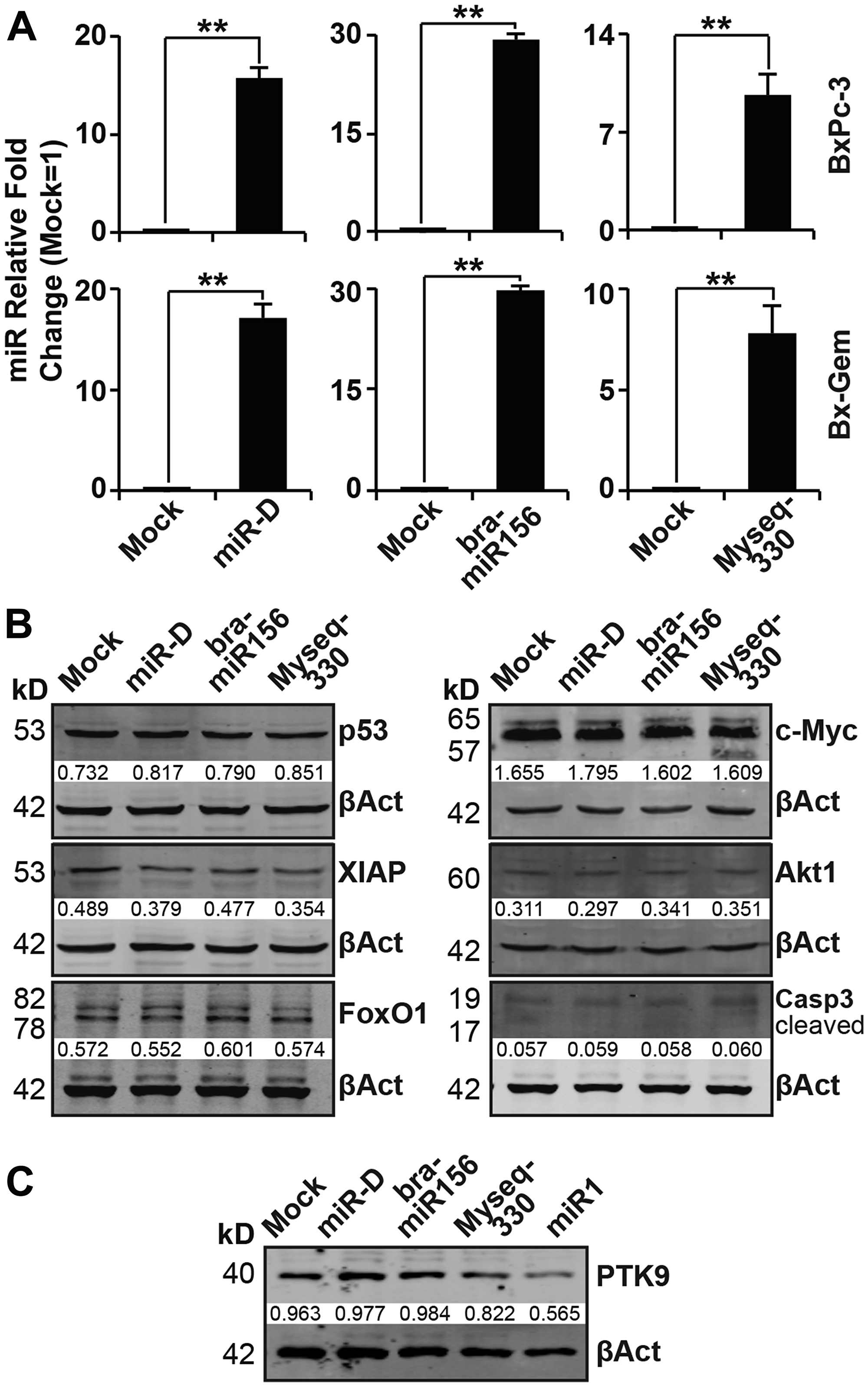 Lipofection of broccoletti-miRs in PDA cells does not induce the expression of target genes