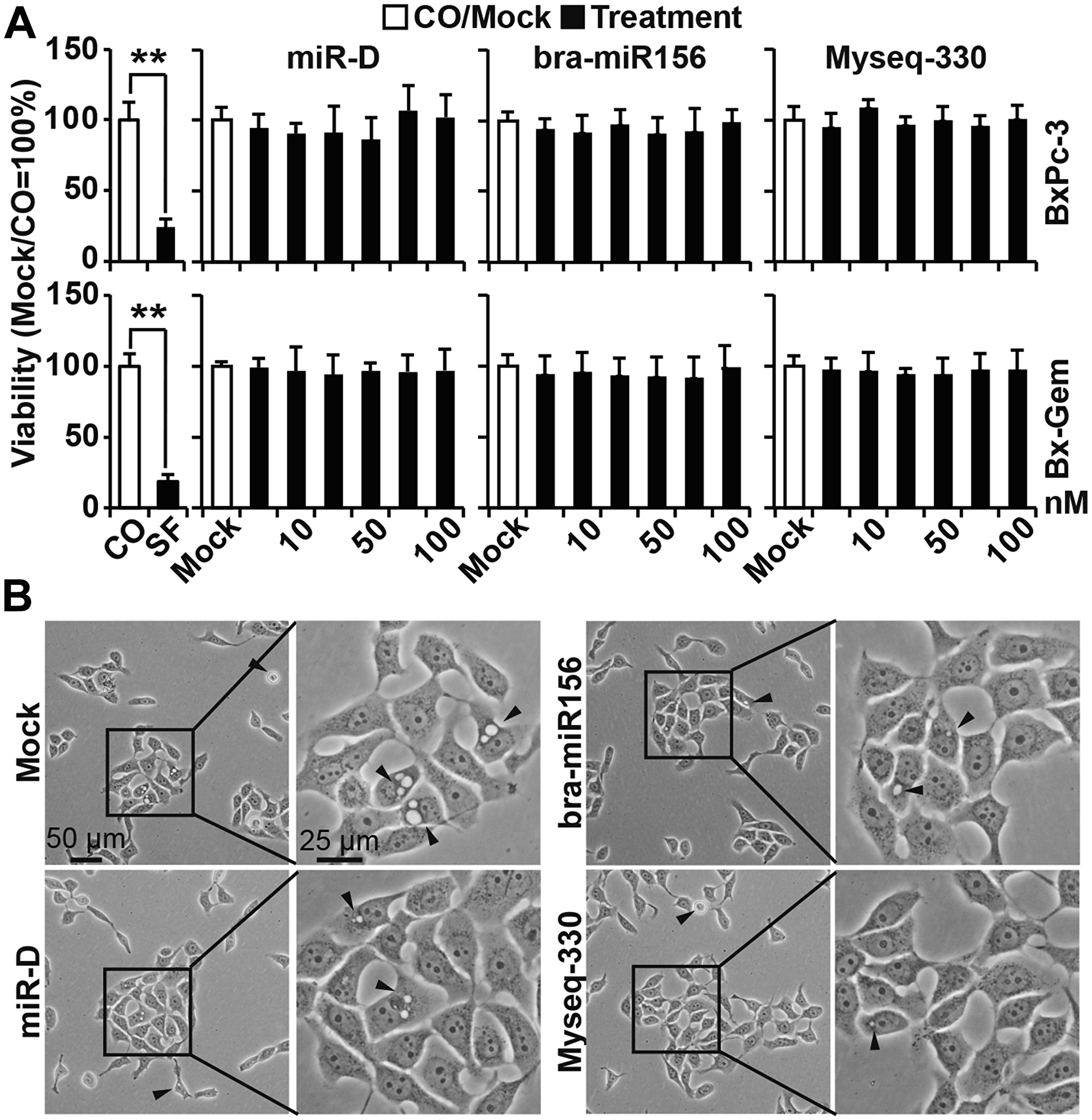Lipofection of the top broccoletti-miR candidates does not alter cell viability or morphology