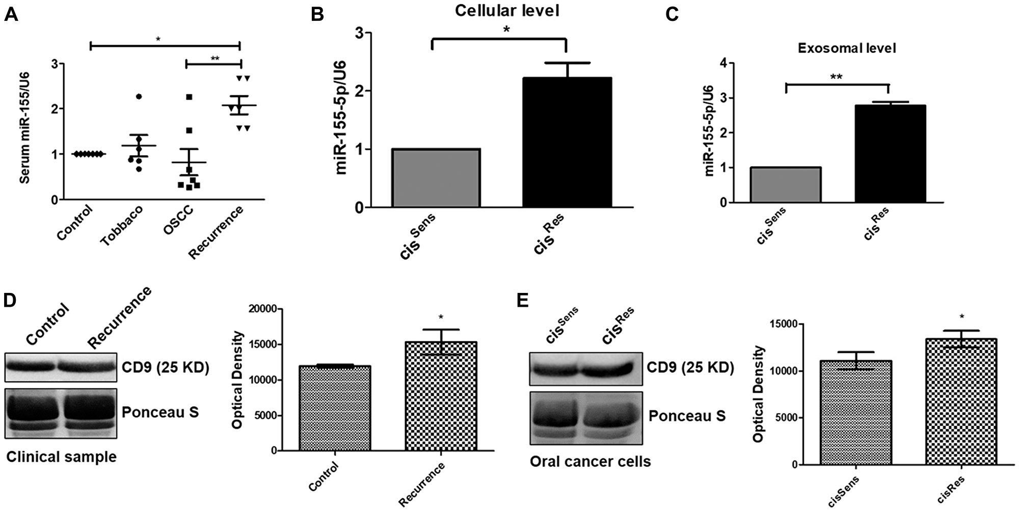 (A) miR-155 expression in clinical samples was quantified by q-PCR and normalized with respect to U6 as housekeeping gene. miR-155 expression profiling in cisRes and cisSens oral cancer cells at the (B) cellular and (C) exosomal level. (D and E) Western blot analysis for the exosomal marker CD-9 in exosomes isolated from serum of clinical samples and cisRes and cisSens SCC-131 oral cancer cells. In the absence of a well-accepted standard internal control, densitometric analysis was done by normalizing the CD9 blot with a prominent band visualized on the PVDF membrane following Ponceau-S staining. Data are expressed as mean +/– SD.*p $!--ESC