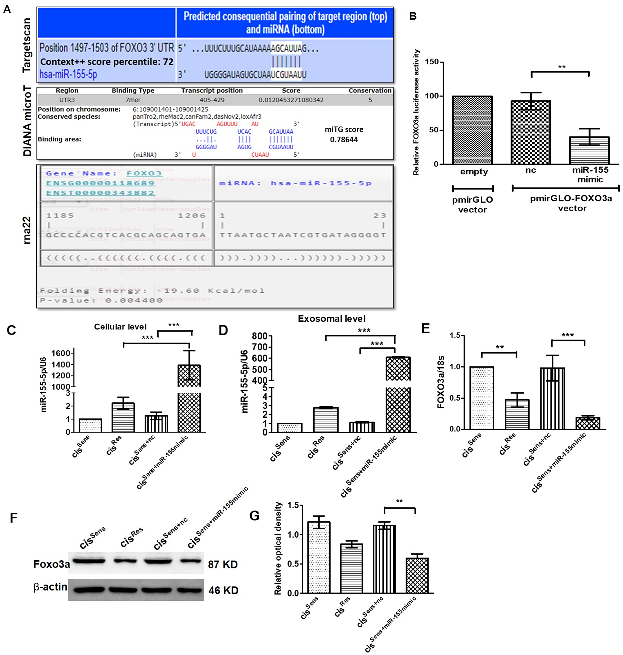 (A) Binding position prediction of miR-155 with FOXO3 using TargetScan, DIANA microT-CDS and rna22 web-based tools. (B) FOXO3a luciferase activity in cisSens cells co-transfected with either NTC or miR-155 mimics and the cloned p-mirGLO-FOXO3a dual luciferase vector. Data are expressed as the mean +/– SD. **p $!--ESC