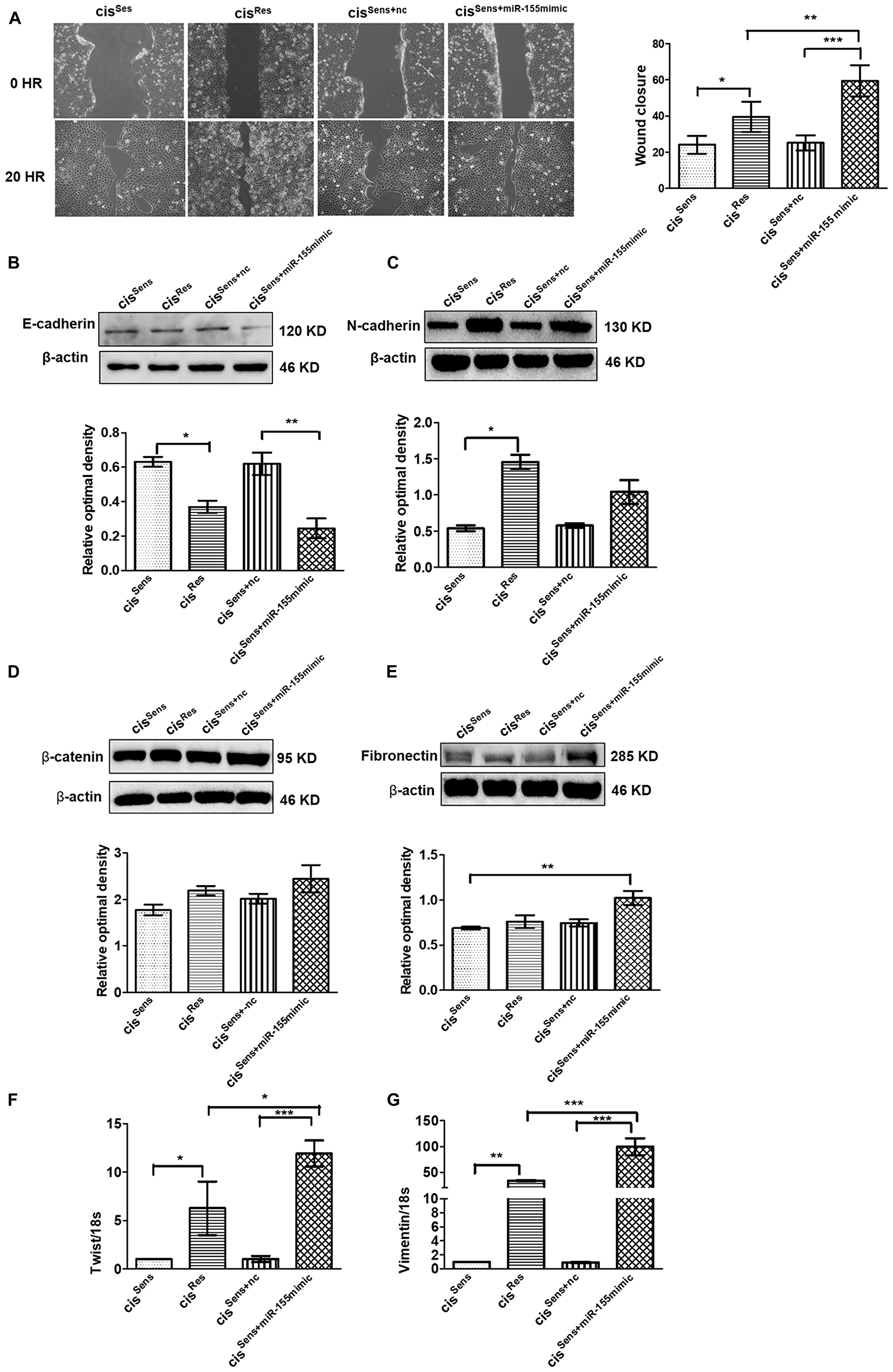 (A) Effects of cisplatin treatment was analyzed on the migration of cisSens oral cancer cells transfected with either miR-155 mimics or NTC (non-target control) by wound assay. cisRes cells were employed for the comparison. Left panel, Representative images of wound closure taken at 0 and 24 h after the scratch was made and cisplatin treatment initiated. Right panel, quantification of wound closure as analyzed using Image J. Western Blot expression of various EMT associated markers was measured. Subsequently densitometry analysis was done normalized to β-actin as the loading control. The protein markers included: (B) E-cadherin, (C) N-cadherin, (D) β-catenin, and (E) Fibronectin. (F) Twist and (G) Vimentin expressions were quantified by q-PCR and normalized with respect to 18S as the housekeeping gene. Data are expressed as mean ± SD. *p $!--ESC