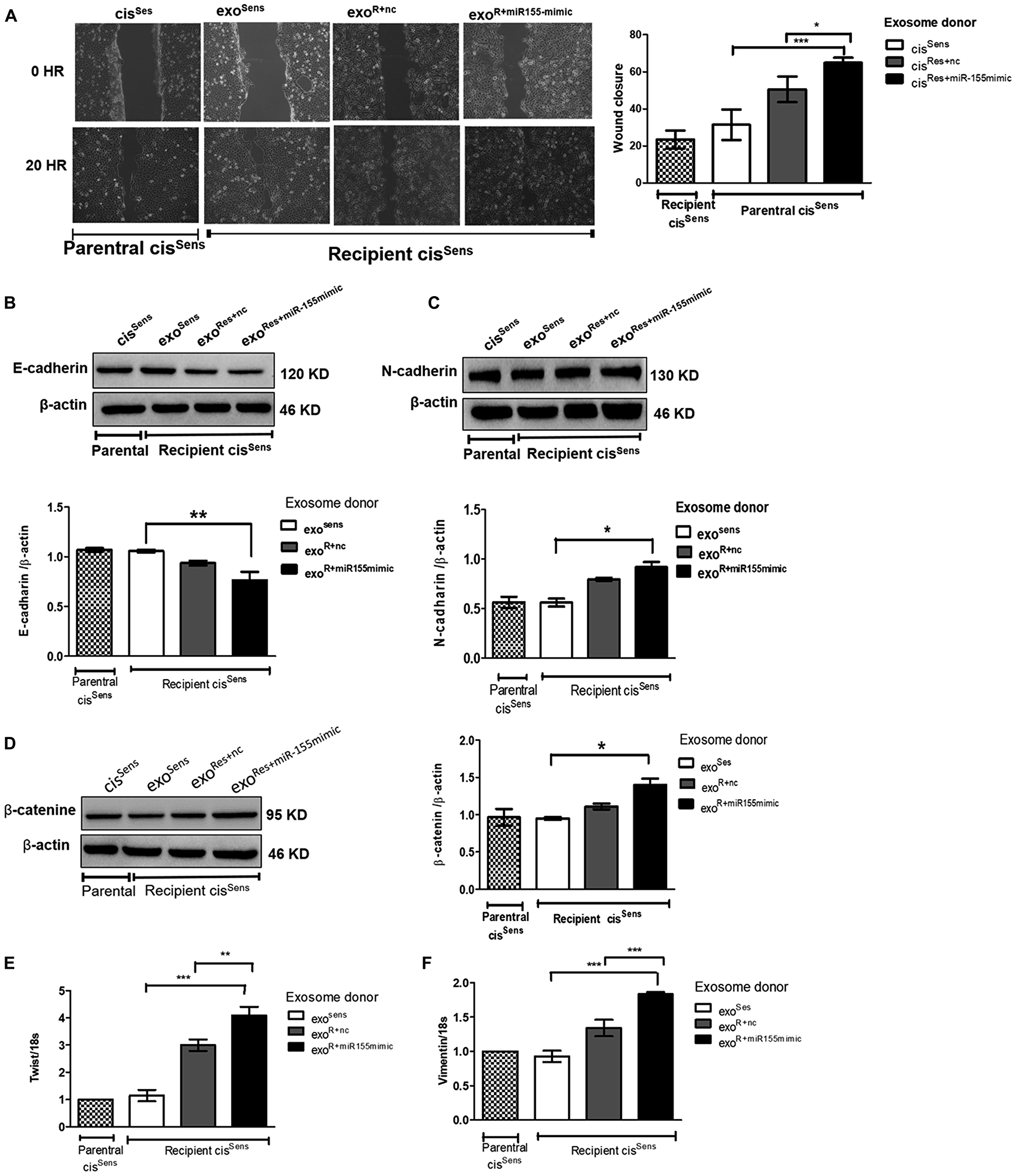 Exosomes were isolated from cisSens and cisRes cells transfected with either NTC or miR-155 mimics, and were used to treat naïve cisSens cells