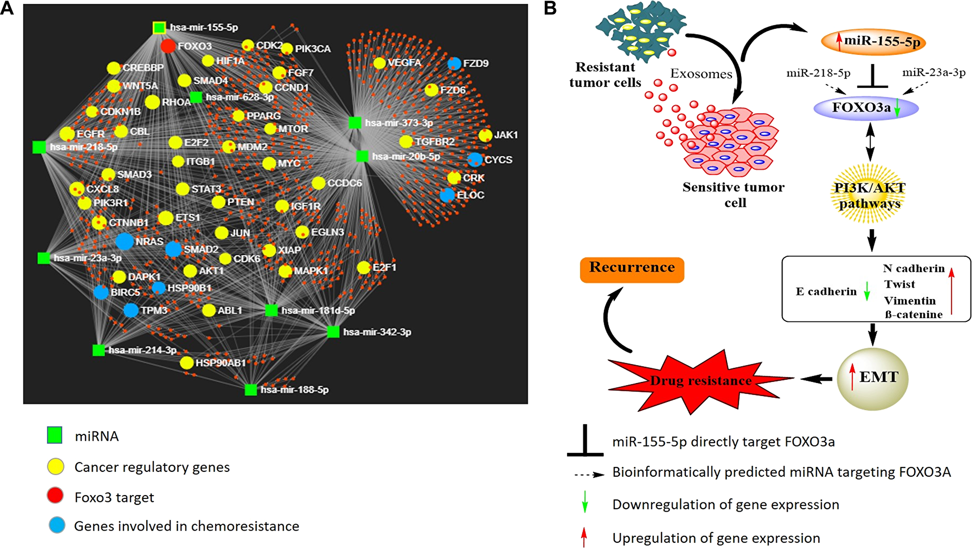 (A) Diagram illustrating the network pattern generated by miRNet analysis. The miRNet webserver (<a href="http://www.mirnet.ca" target="