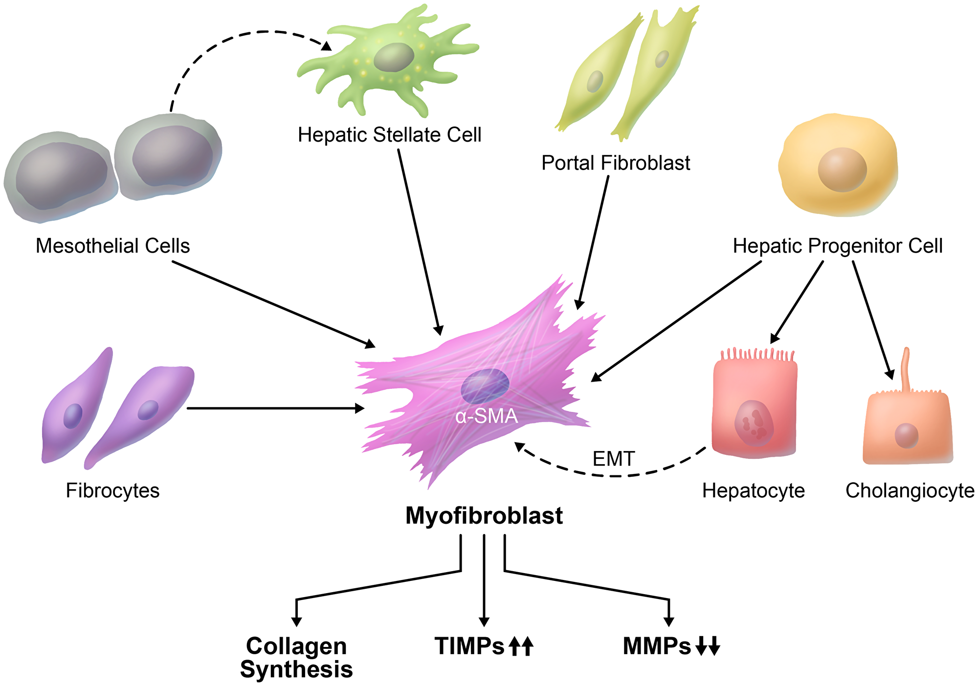 Cellular origin of liver fibrosis