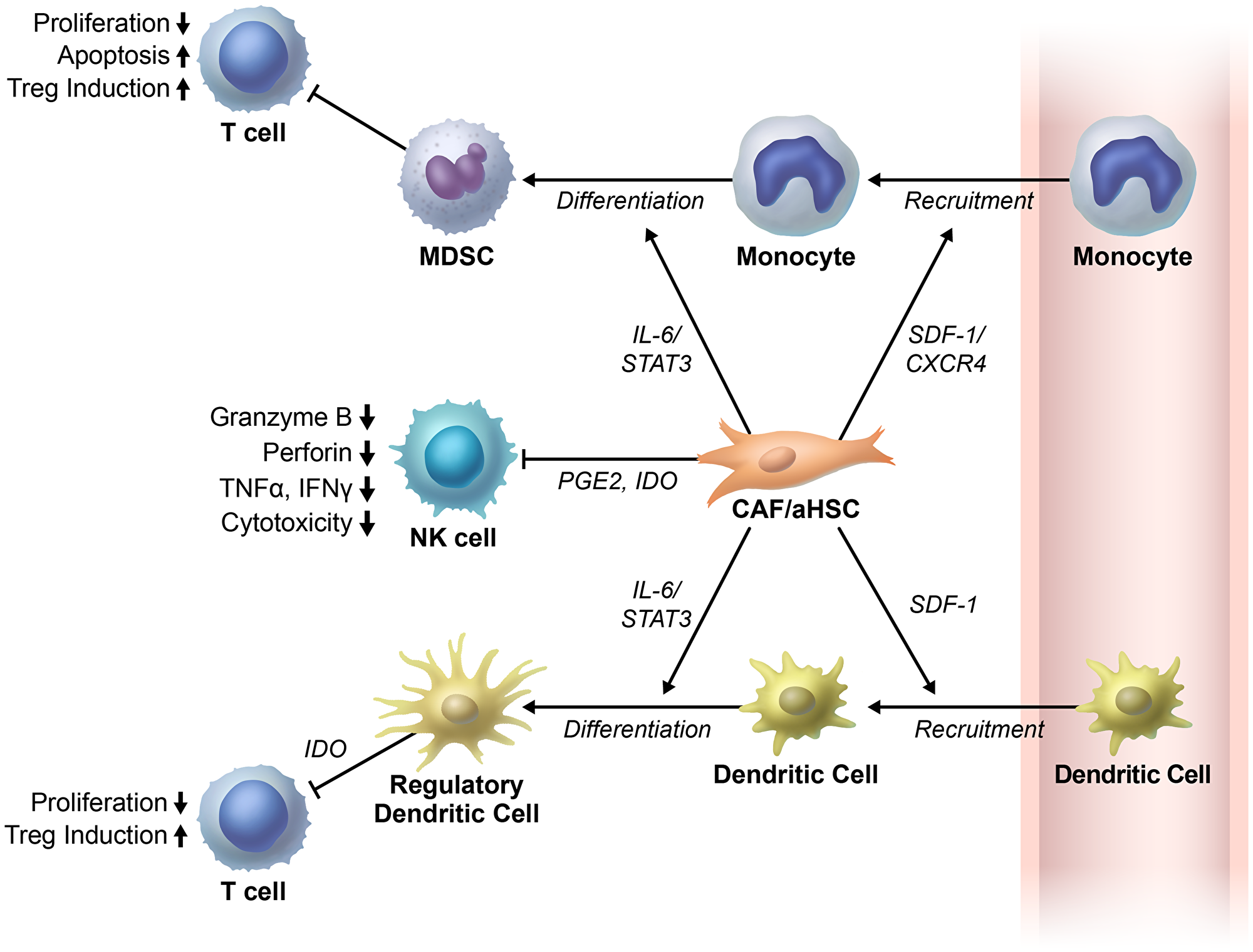 Cancer associated fibroblasts/activated hepatic stellate cells regulate immune cells in tumor microenvironment