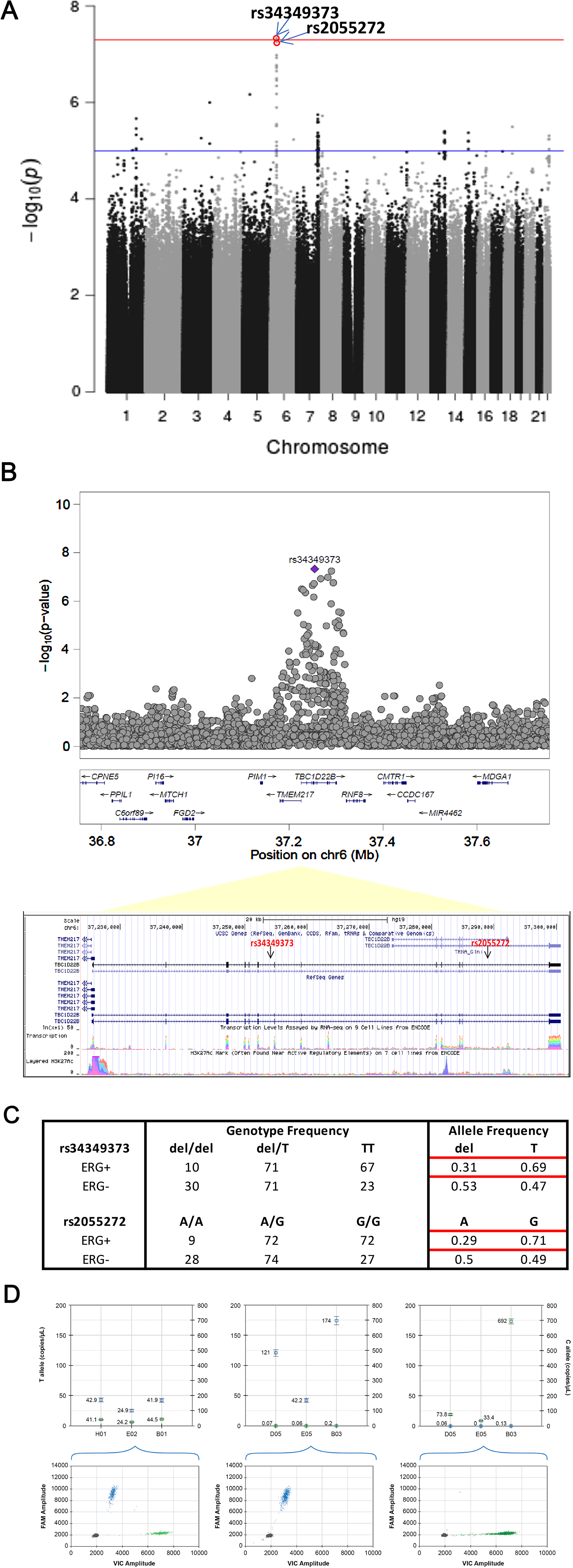 Fine-mapping of genetic associations by imputation analysis (A) Imputation analysis (IMPUTE2) of SNPs with any tumor foci positive for ERG phenotype in a total of 158 ERG positive and 133 ERG negative cases. A total of 13 million imputed SNPs with MAF > 1% SNPs are plotted against their respective positions on the chromosomes. (B) Plots show association results of imputed SNPs. -log10 P values (y axis) of the SNPs are shown according to their chromosomal positions (x axis). The Genome Browser annotation track page zoomed in to display the rs34349373 and rs2055272 (intron variants) in TBC1D22B gene on human chromosome 6, Feb 2009 assembly (hg19) (C) Genotype and allele frequencies of the rs34349373 and rs2055272 polymorphisms in ERG positive (by any tumor foci) vs. ERG negative CaP (D) Representative graph for SNP genotyping for rs2055272 (C/T) using droplet digital PCR (ddPCR) approach. Upper panel shows concentration (copies/ul) of FAM allele (T; Channel 1) and VIC allele (C; Channel 2) in set of representative samples with 3 genotypes (CT, TT, CC). Lower panel is 2-D Amplitude view where each axis represents the amplitude of fluorescence for either FAM (vertical axis) or VIC (horizontal axis). The FAM probe can hybridize only to the alternate allele (T allele), while the VIC probe hybridizes only to reference allele (C allele).