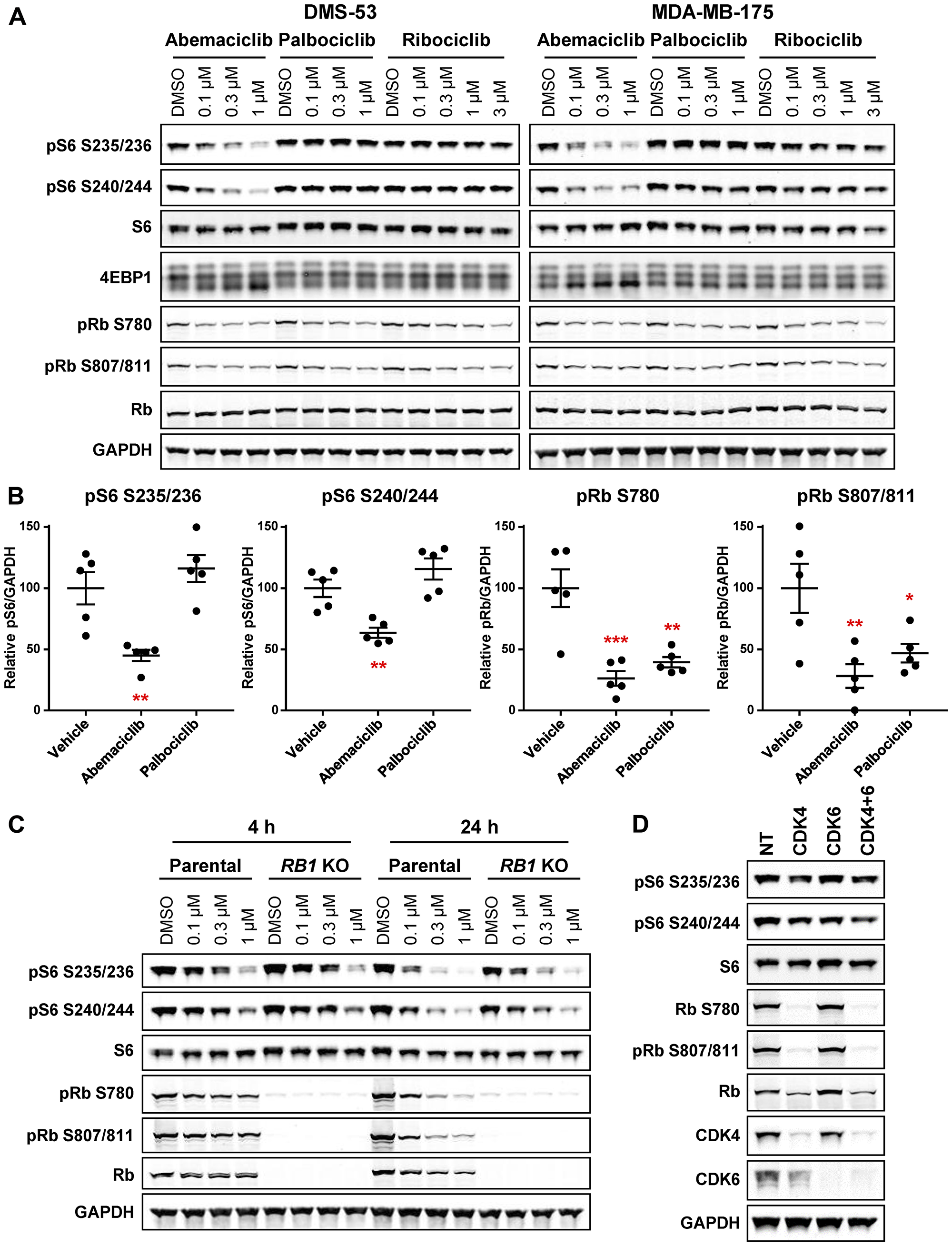 Abemaciclib inhibits S6 phosphorylation independent of effects on CDK4/6 and Rb