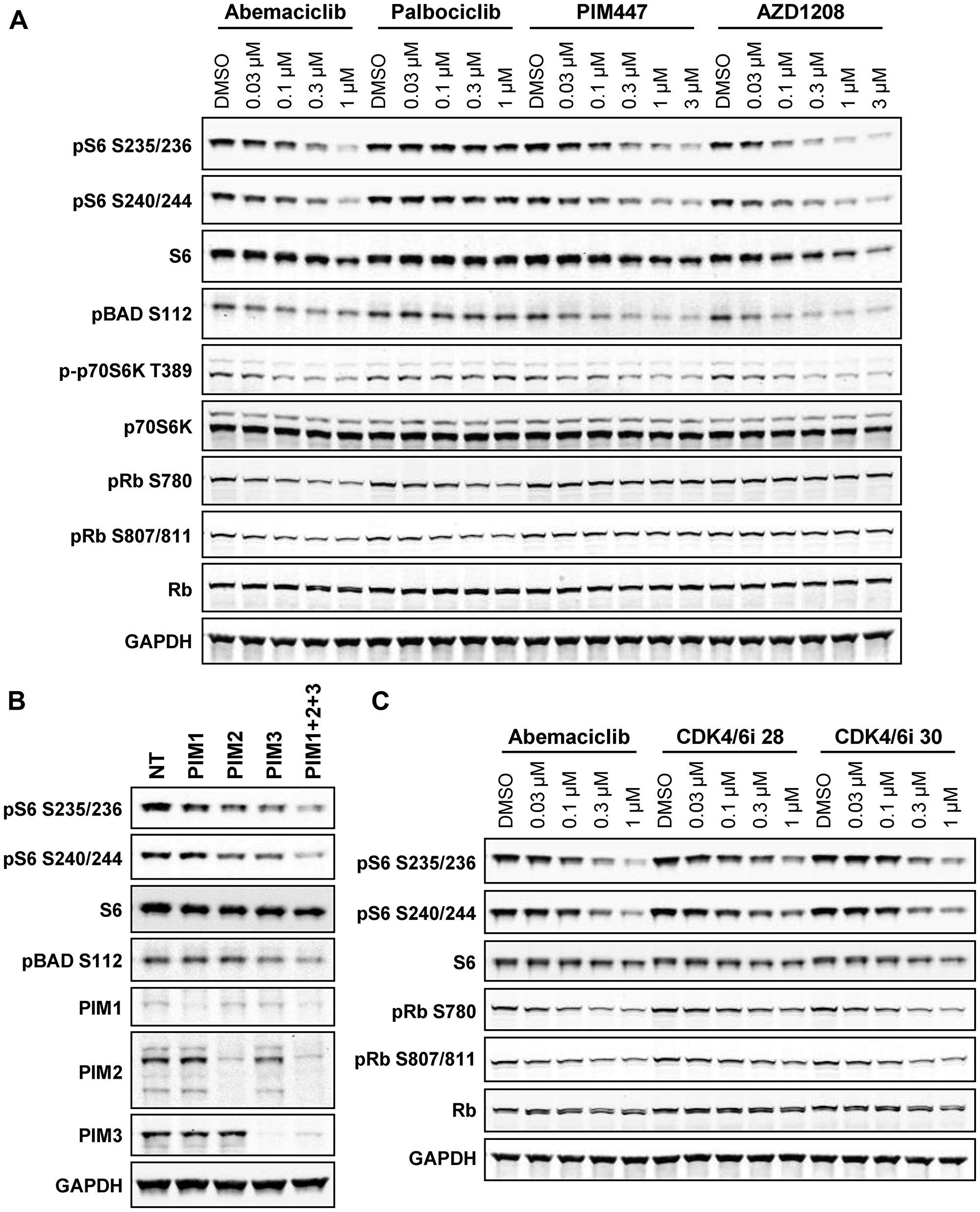 PIM kinase inhibition phenocopies effects of abemaciclib on mTOR signaling